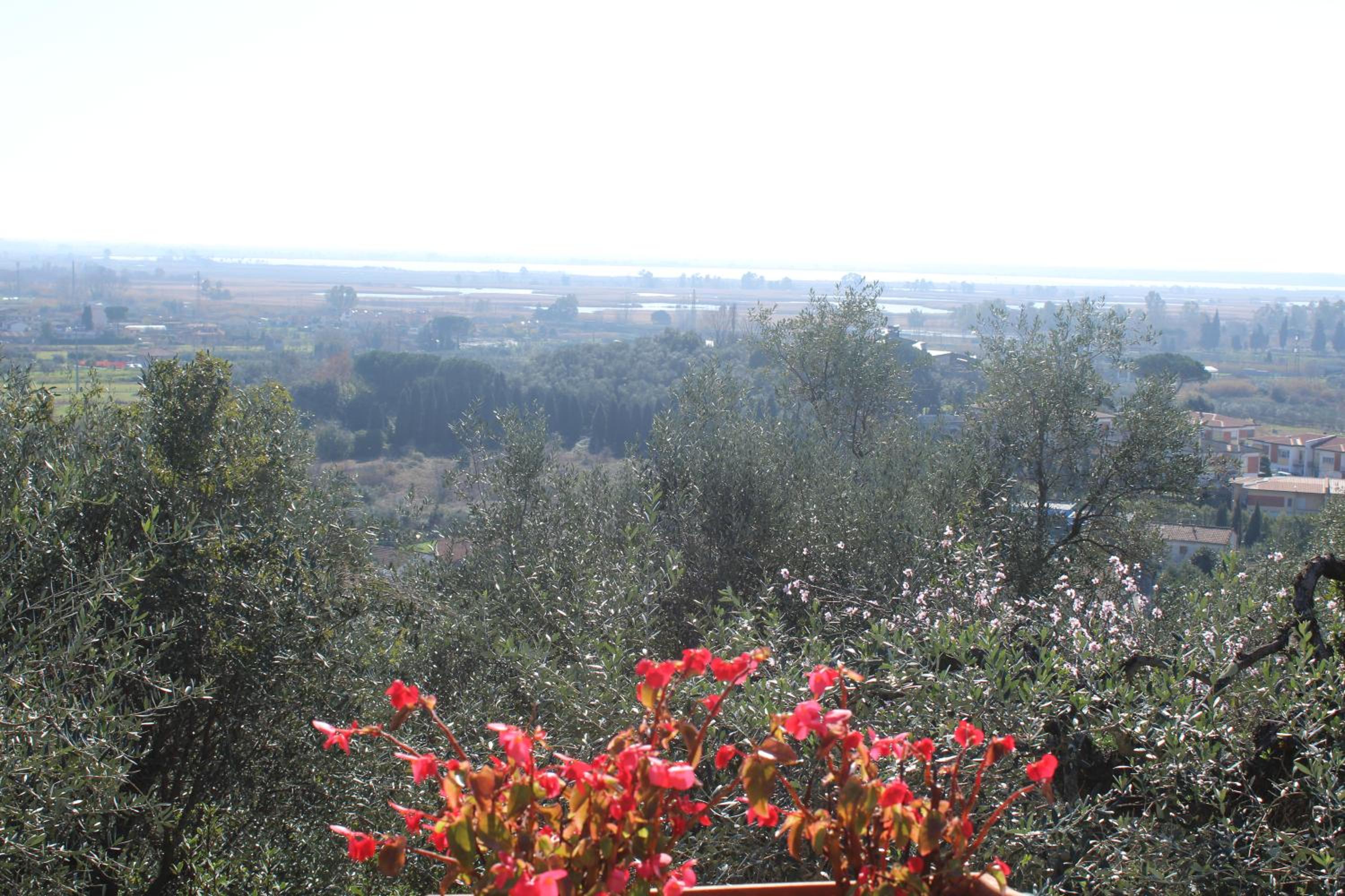 oliveta photo 4