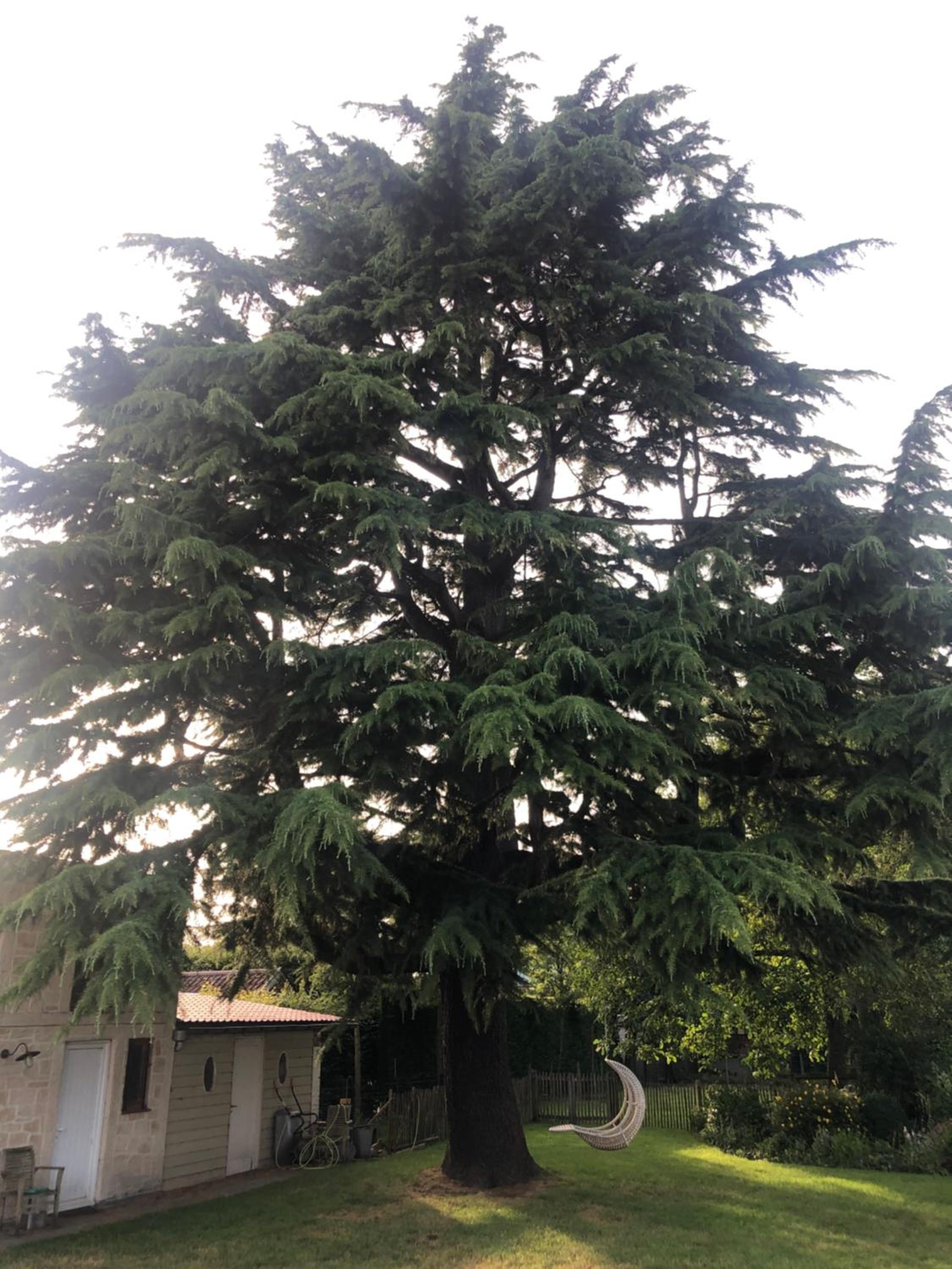 bbCedrus