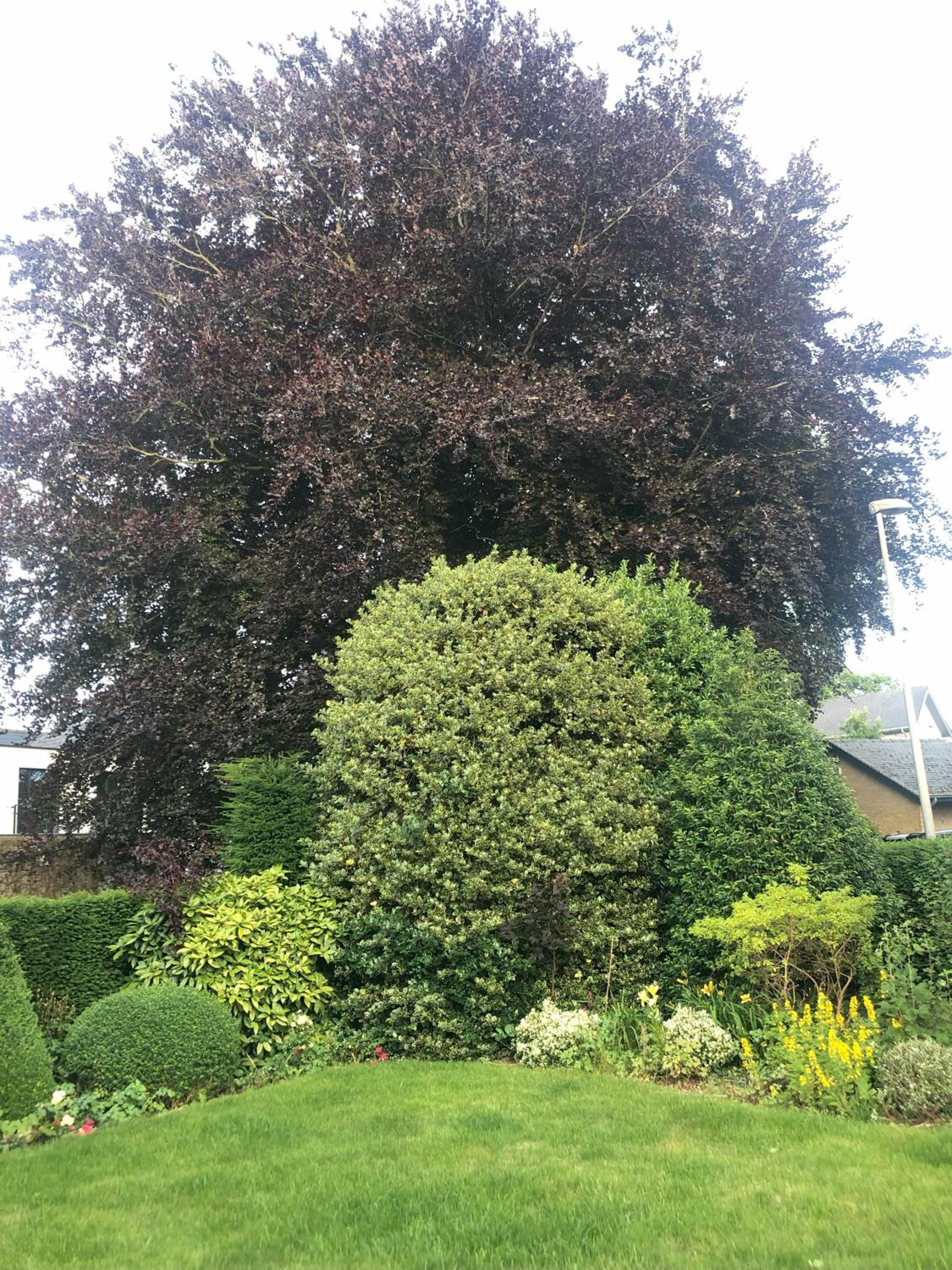 bbCedrus