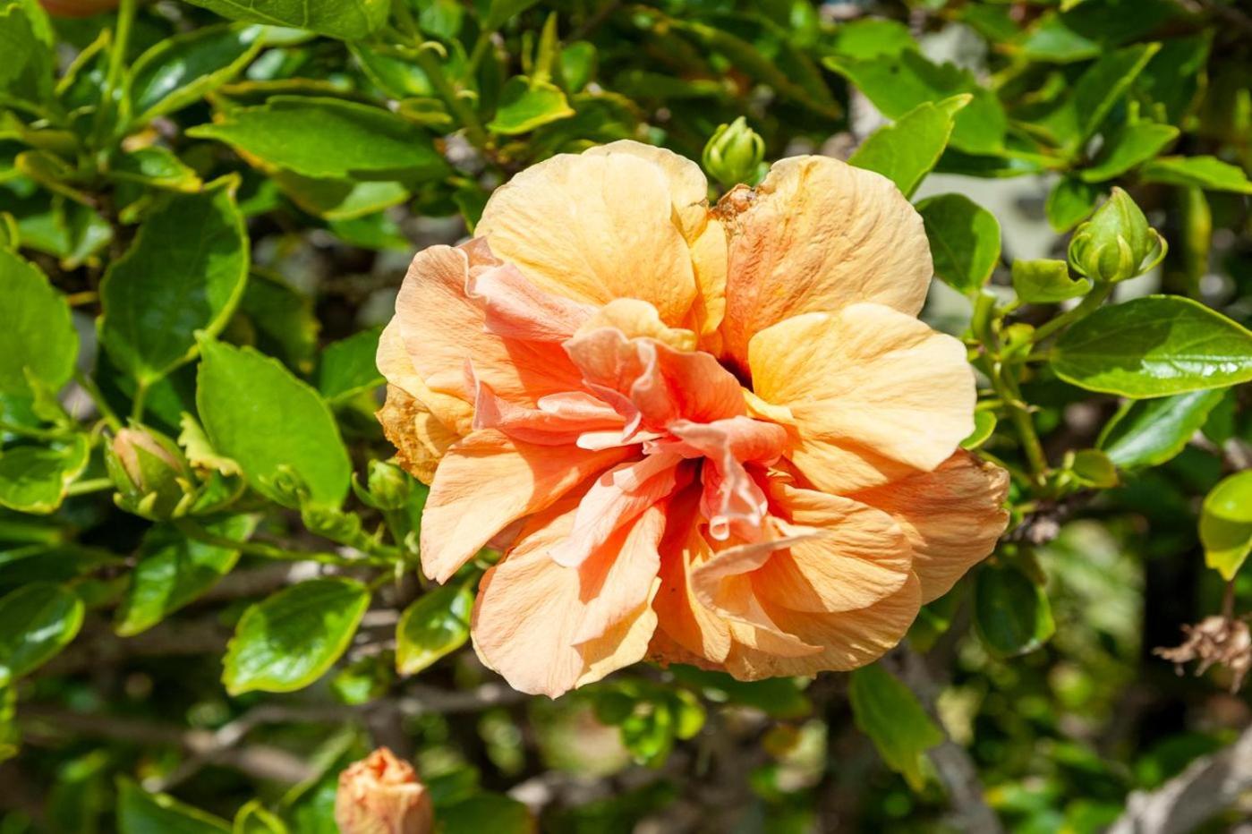 Alii Kai 4303