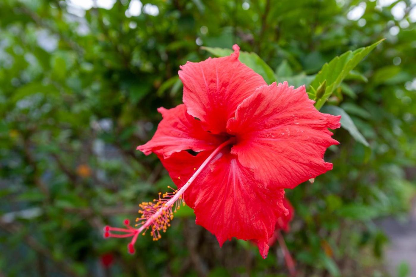 Kahala at Poipu Kai 123
