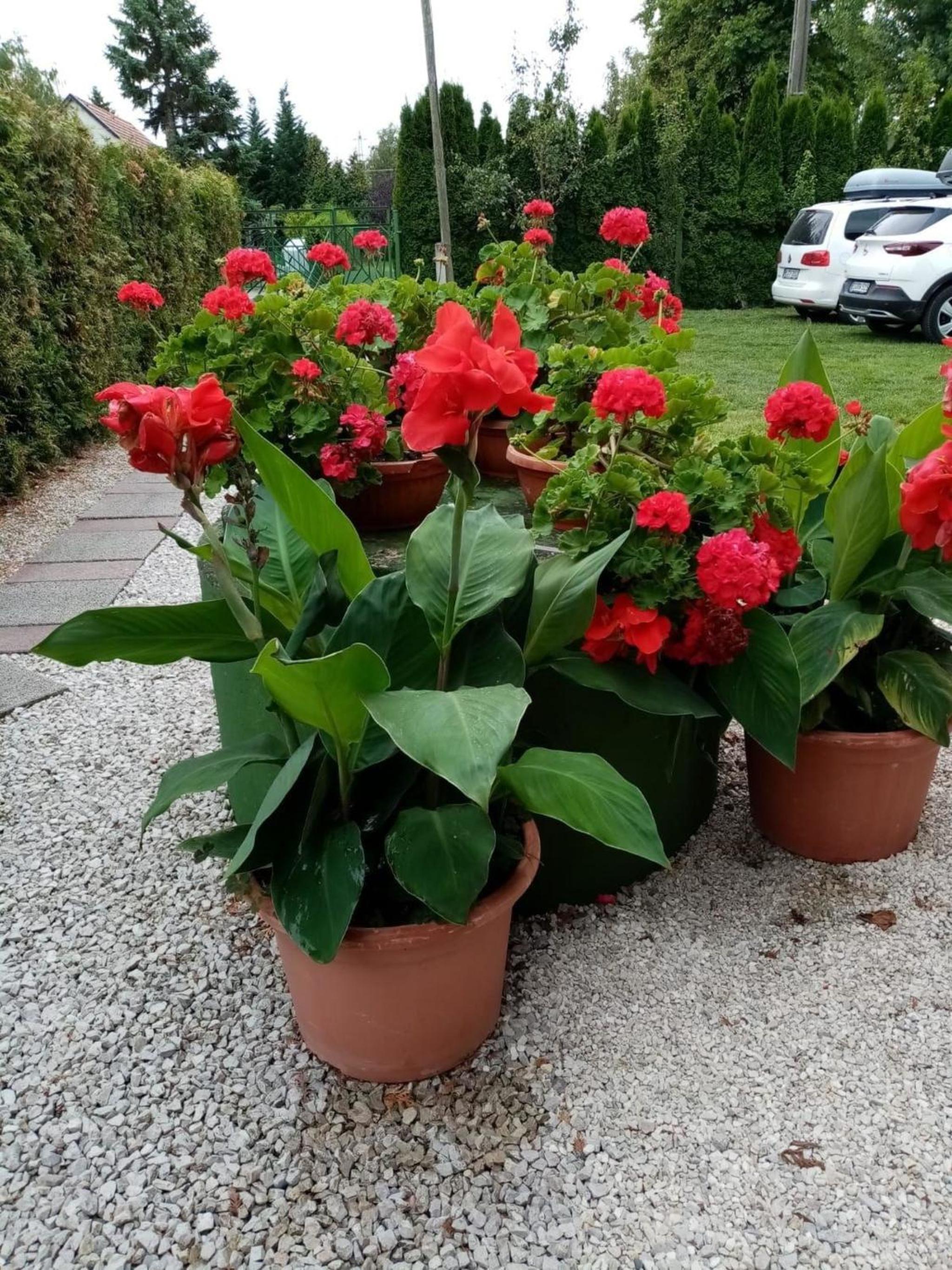 Ferienhaus mit Pool, Wlan, Parkplätze direkt am See am Balaton Ufer view 5