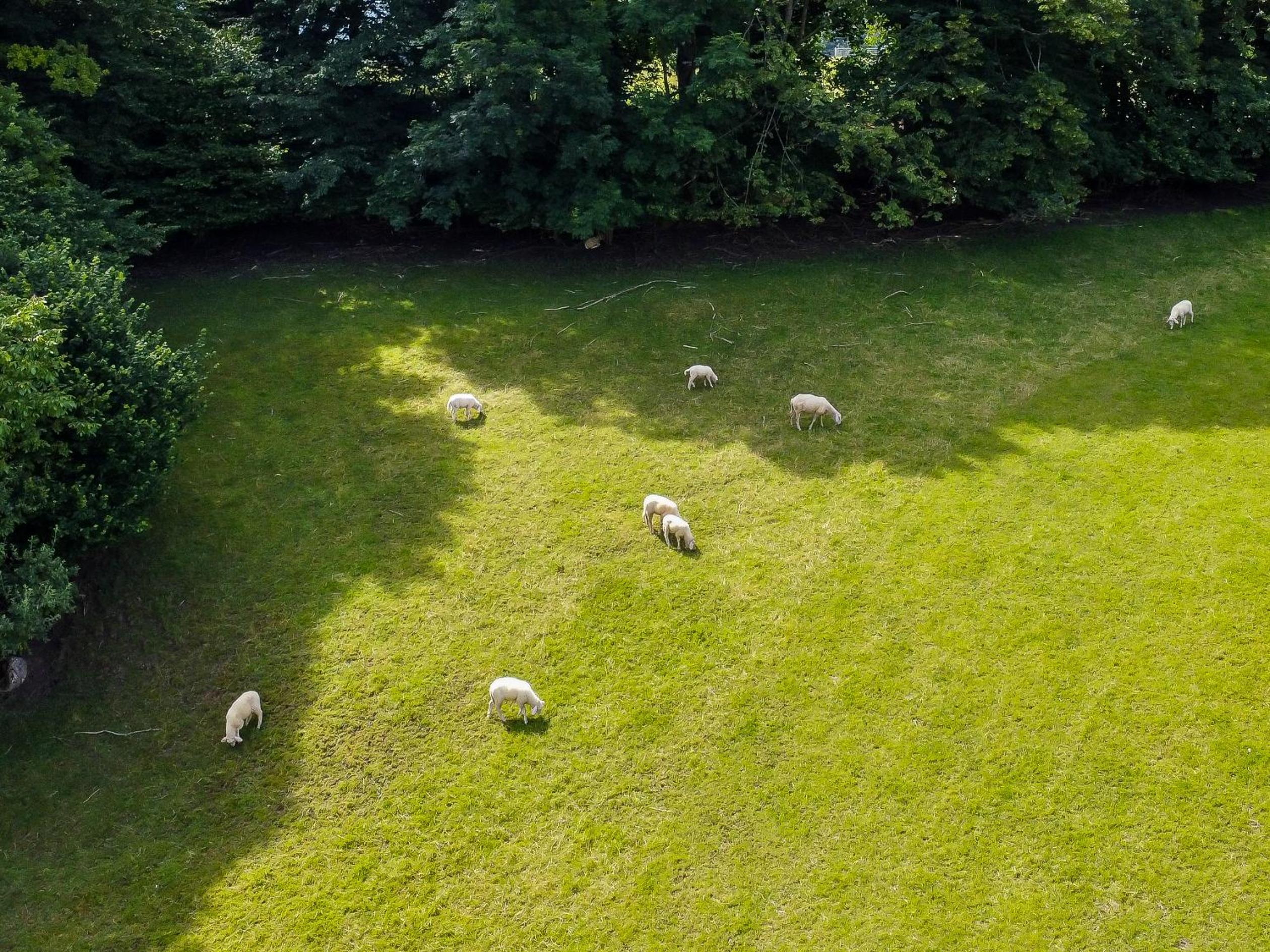 Naturresort FiSCHERGUT - Lodge Wolfgangthal