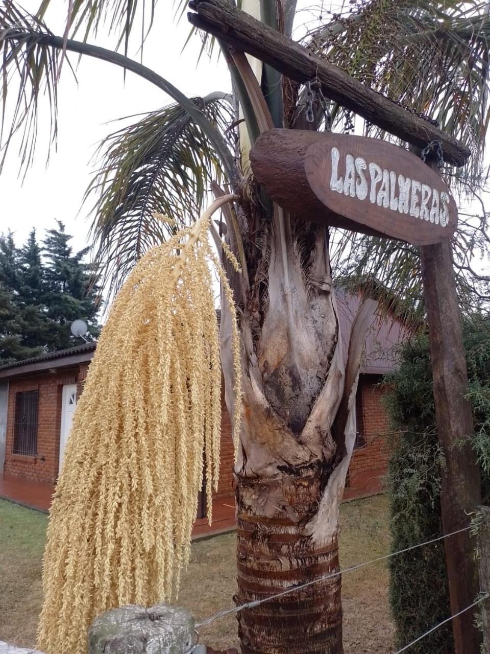 Las palmeras