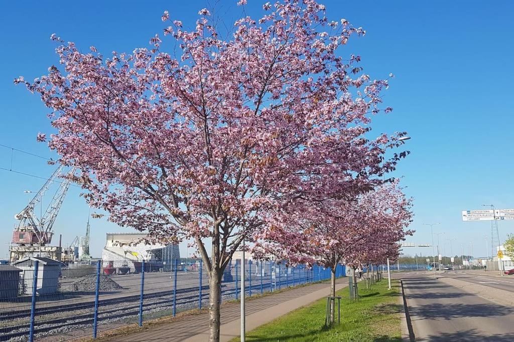 Kurren tupa linnunlaulun keskellä, saunomismahdollisuus