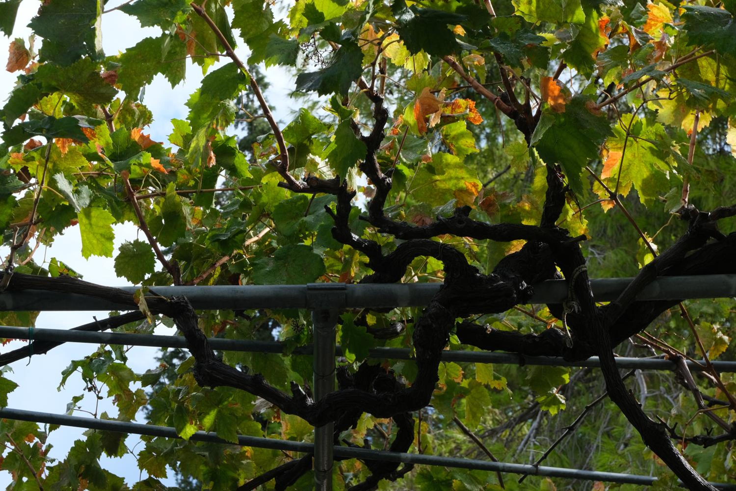 Pitsimenti Center for Peace, private boat - sea access and closest point to Marathonisi island photo 5