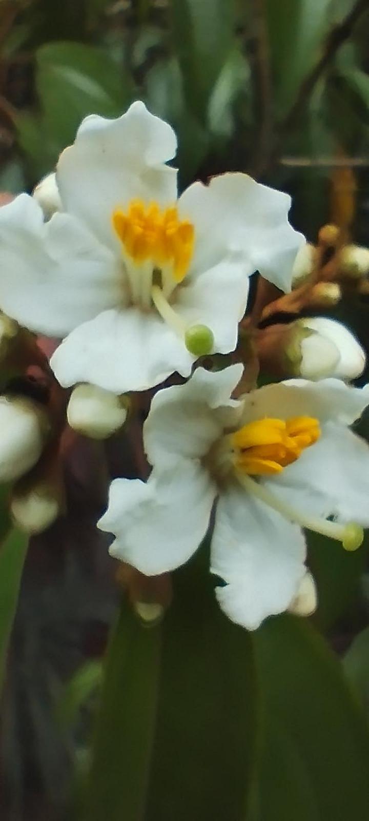 Hospedaje El Paraíso