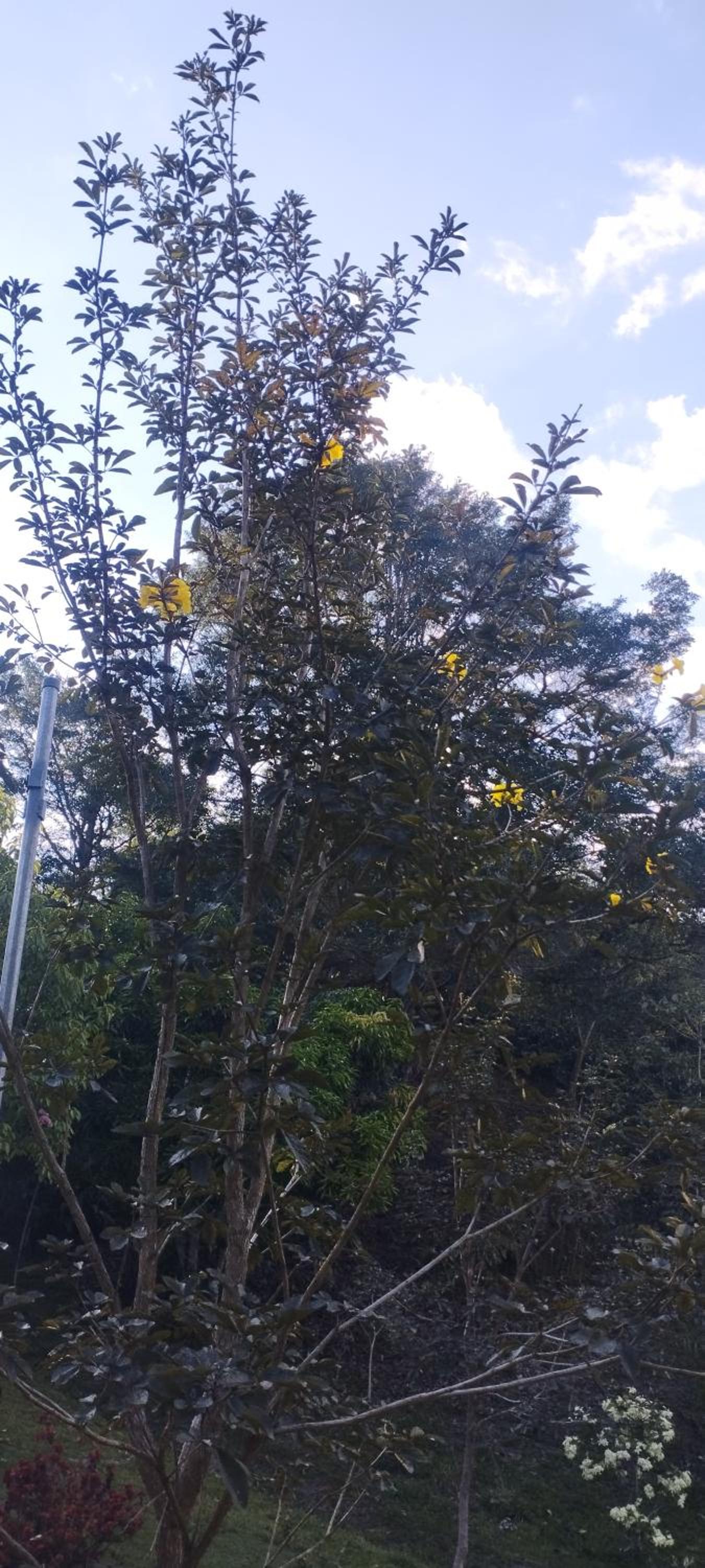 Hospedaje El Paraíso
