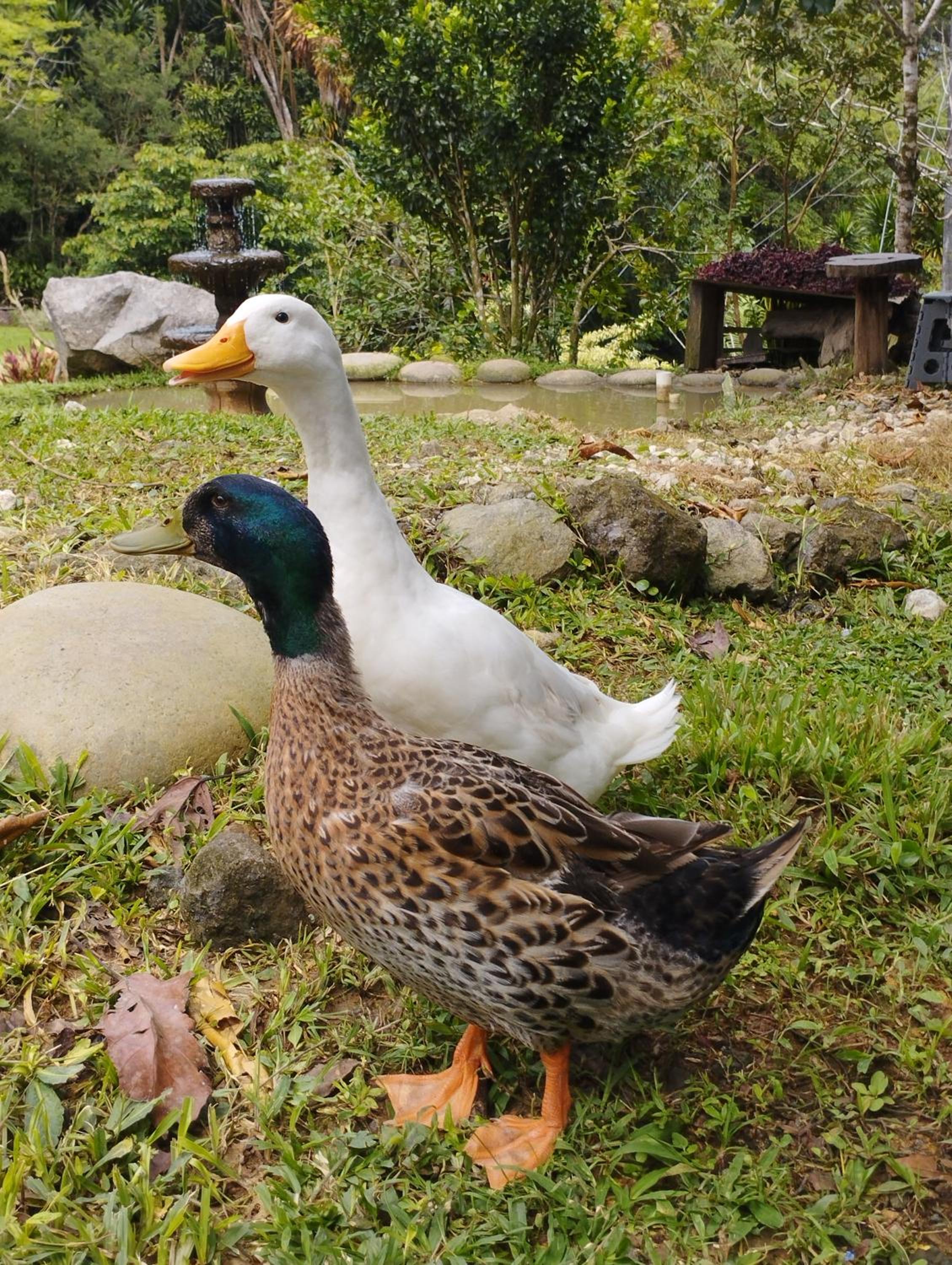 Hospedaje El Paraíso