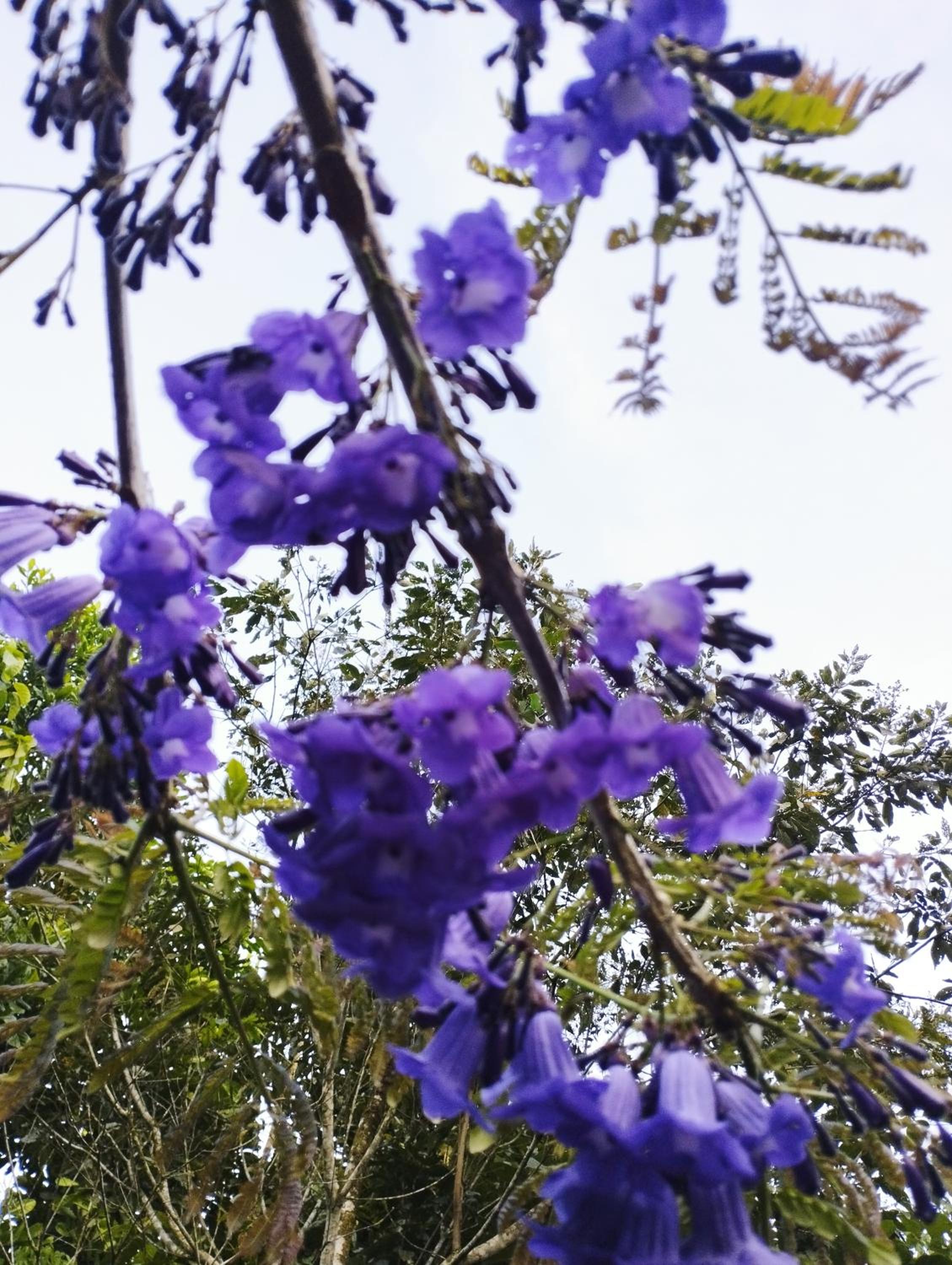 Hospedaje El Paraíso