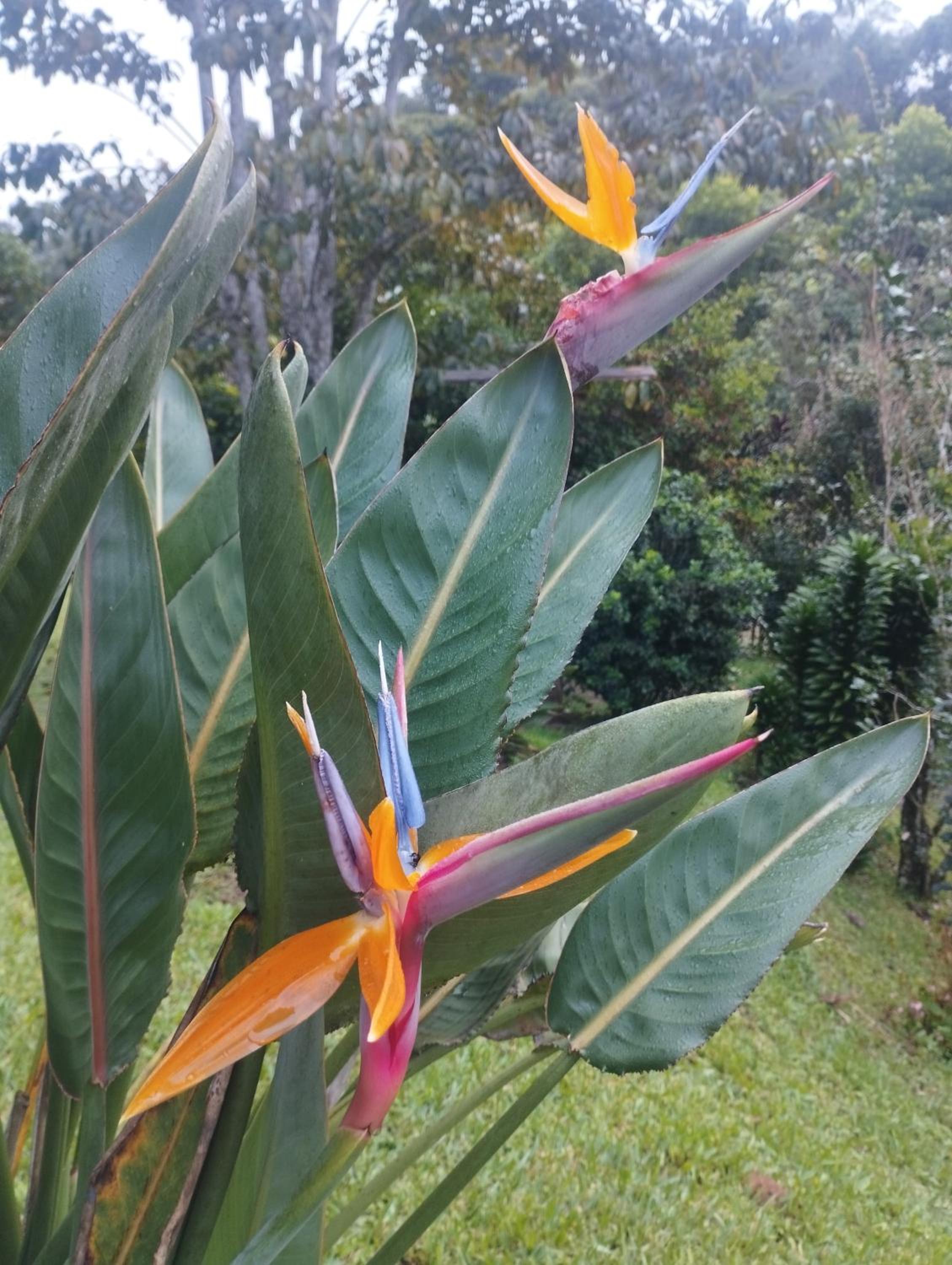 Hospedaje El Paraíso