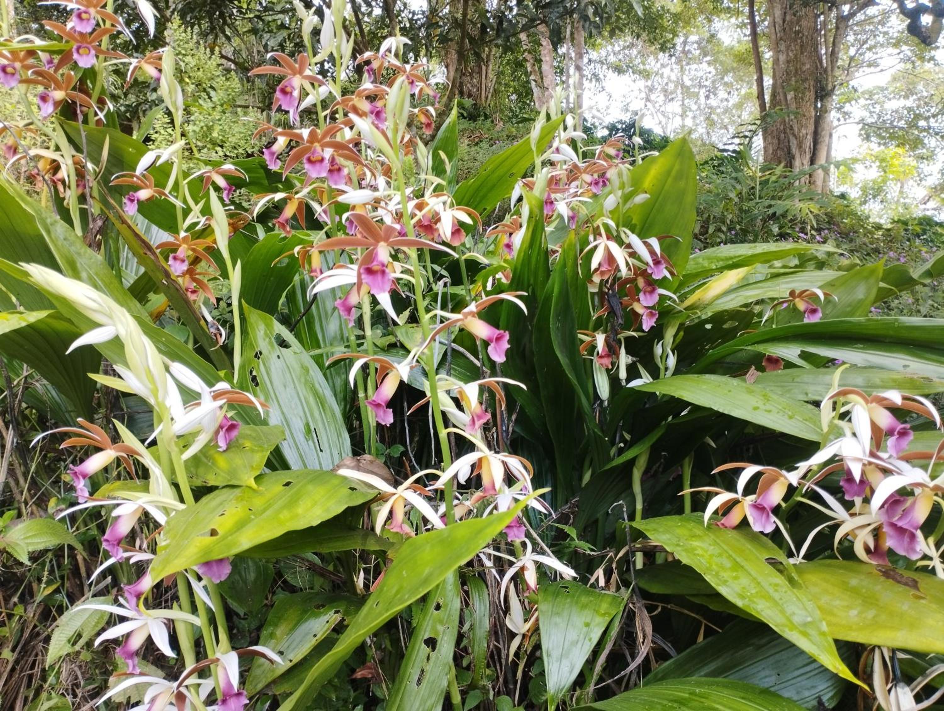 Hospedaje El Paraíso