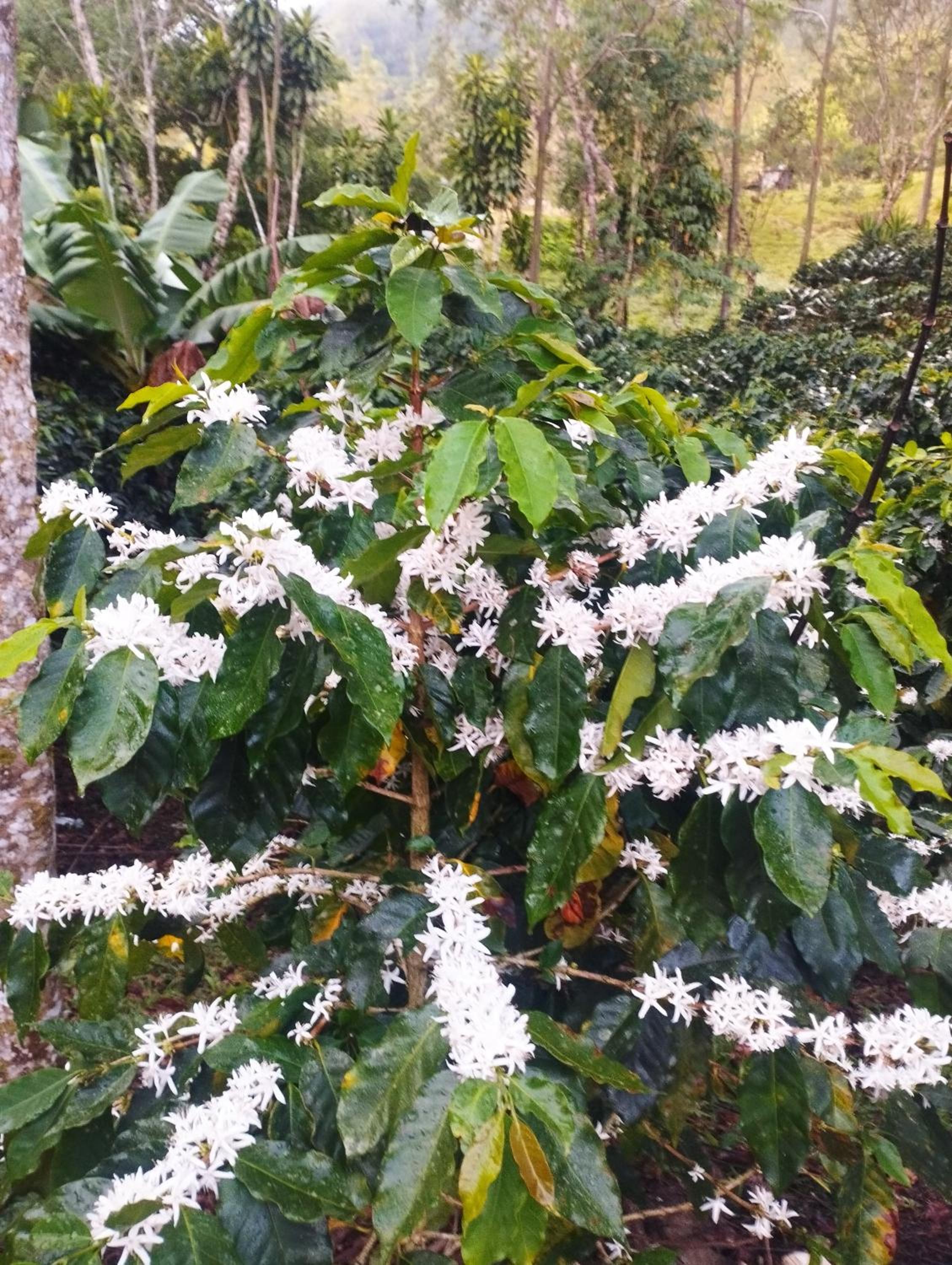 Hospedaje El Paraíso