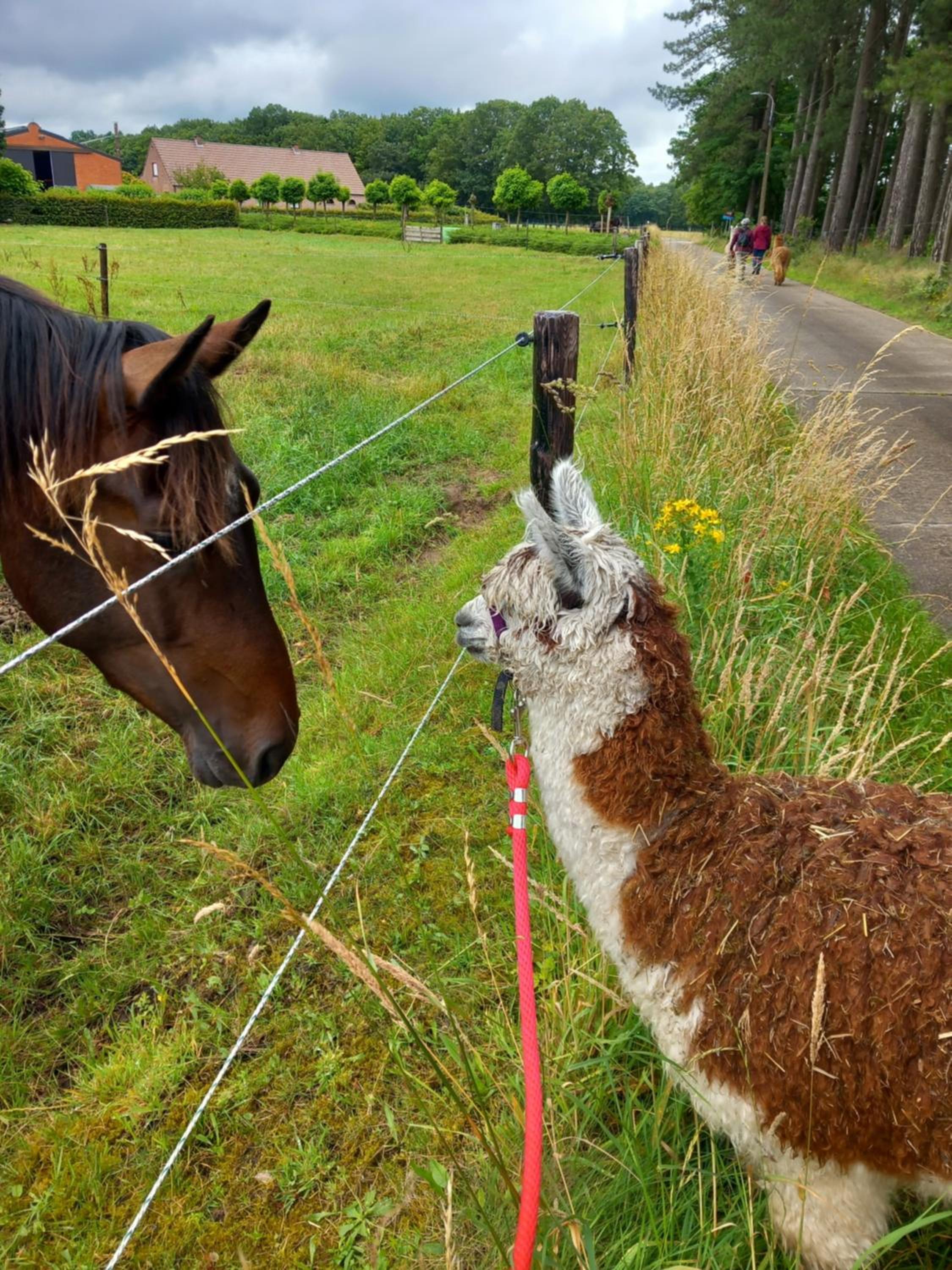 slapen bij alpacas