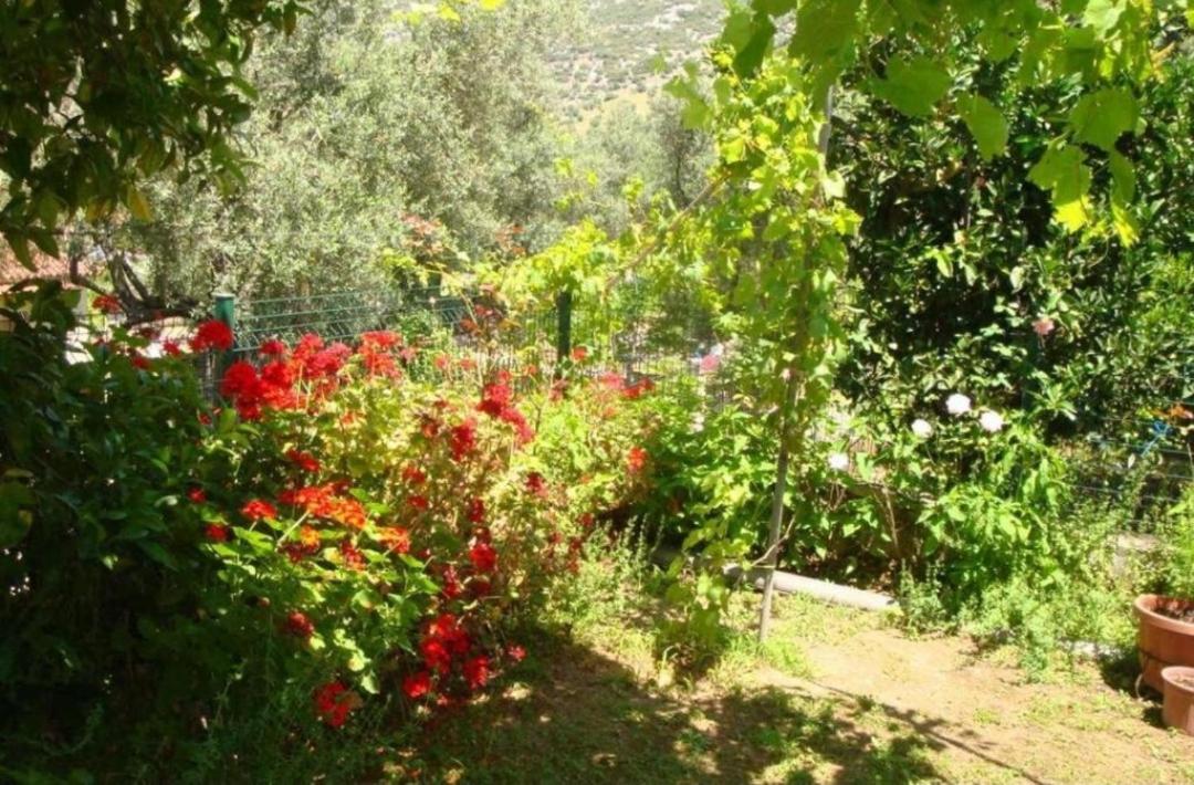 Grapes and Roses 2 view 5