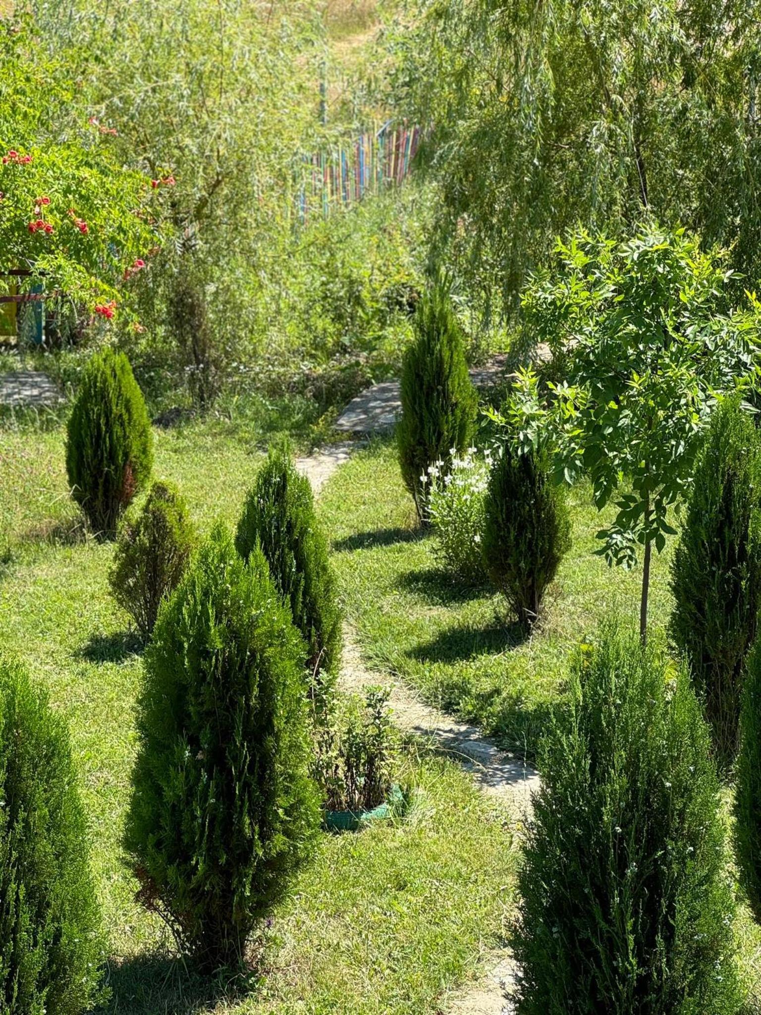 BLIM Restaurant Cazare Sound of Nature view 4