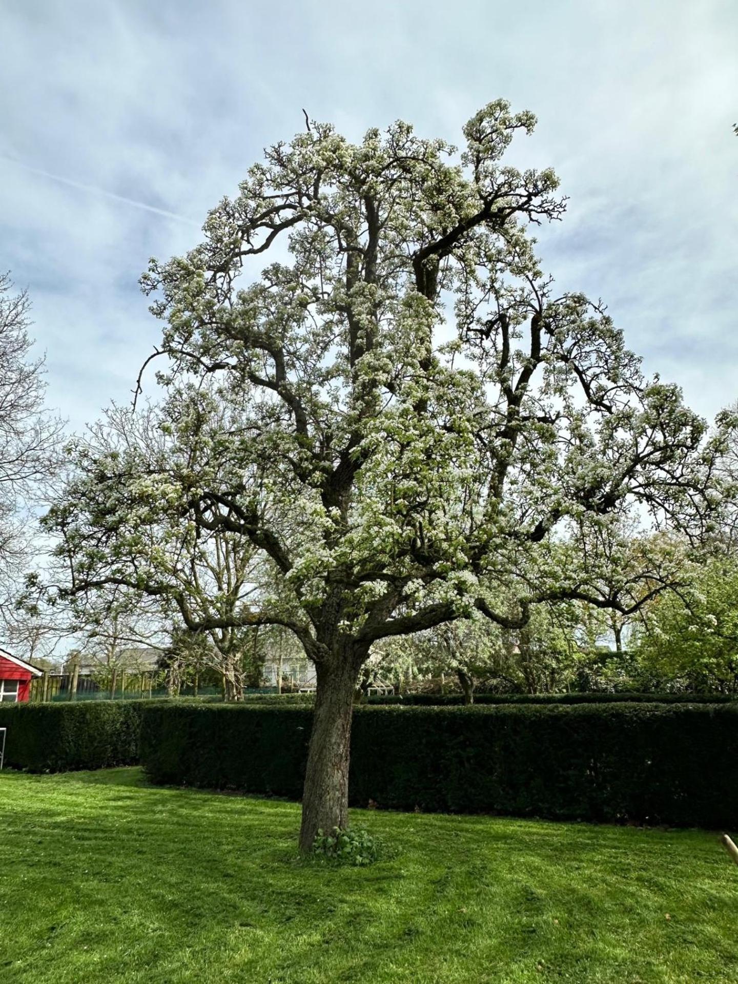B&B de Perenboom view 3