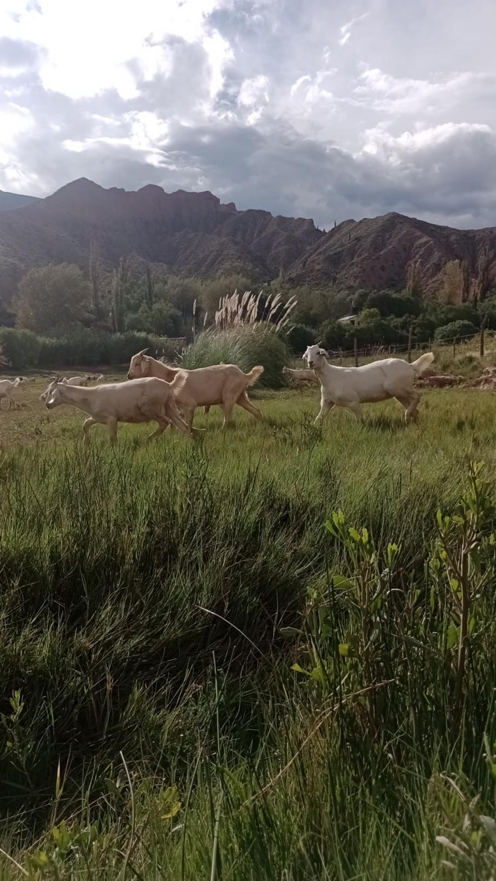 El Alfarero de Maimará