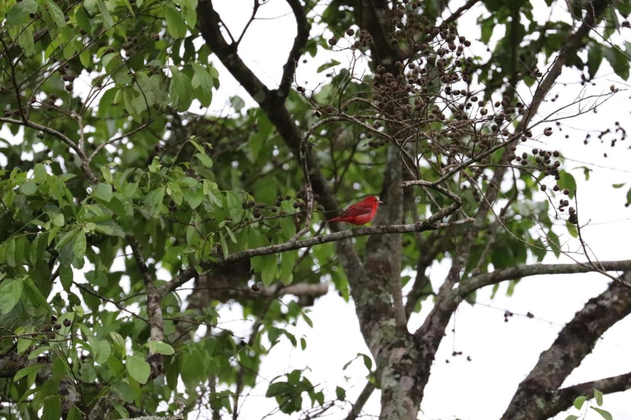 Birdsong lodge