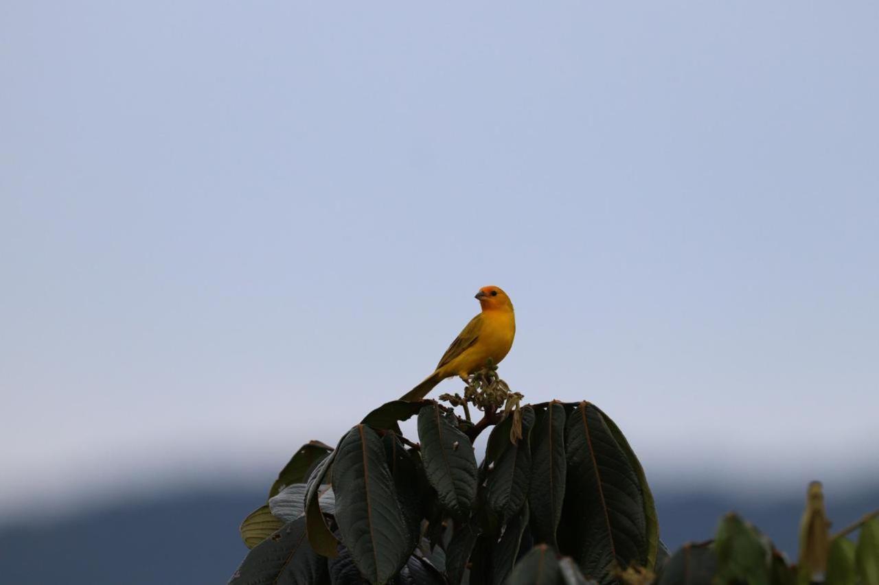 Birdsong lodge