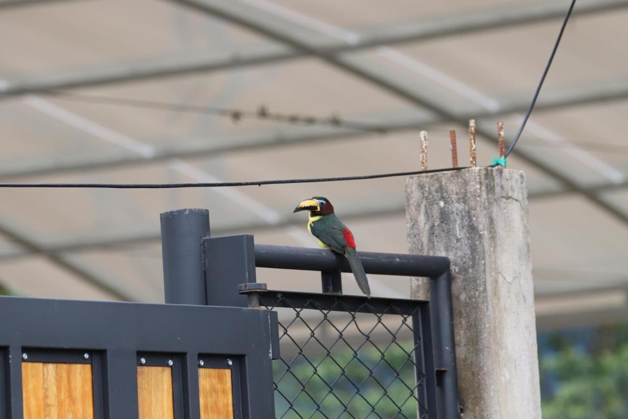 Birdsong lodge
