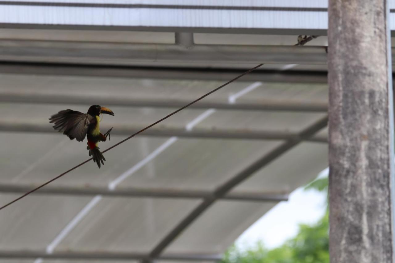 Birdsong lodge