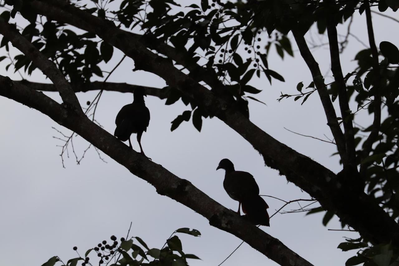 Birdsong lodge