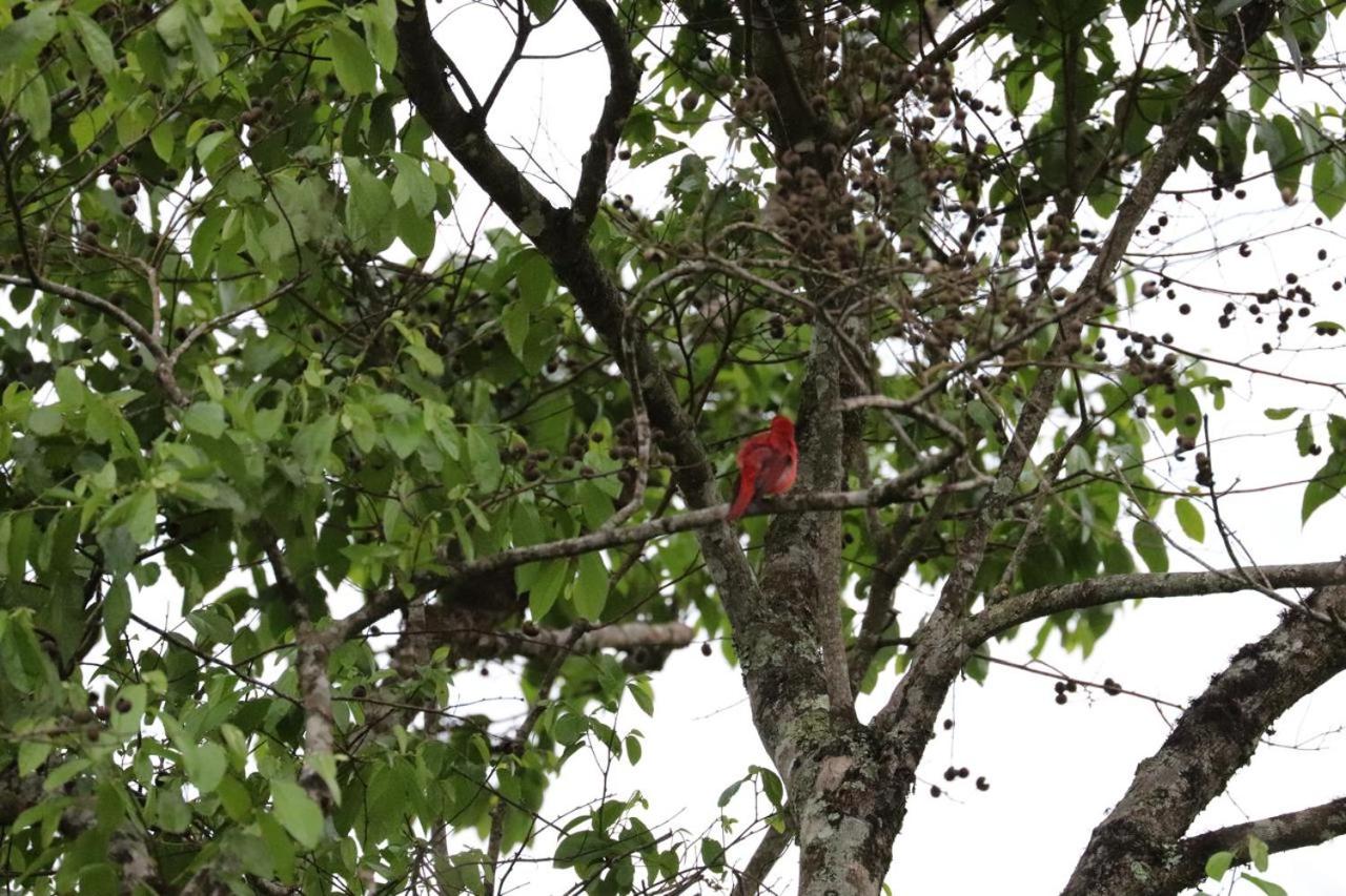 Birdsong lodge