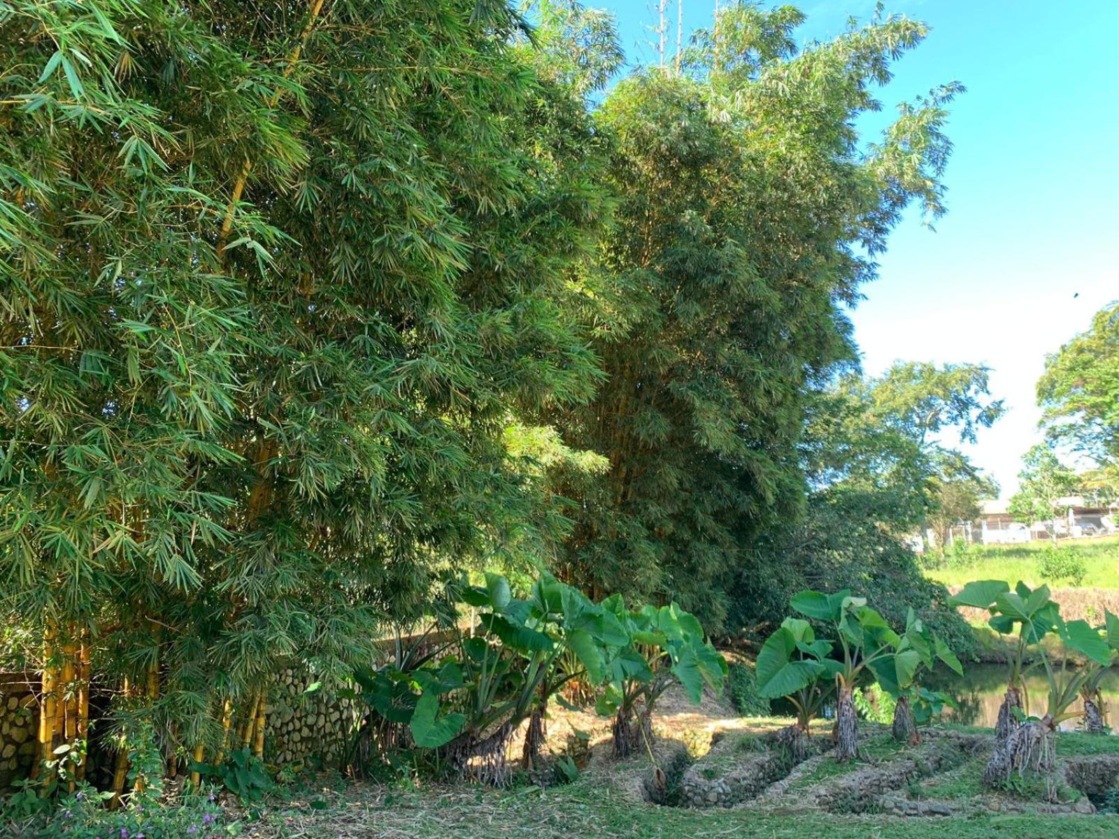 Birdsong lodge