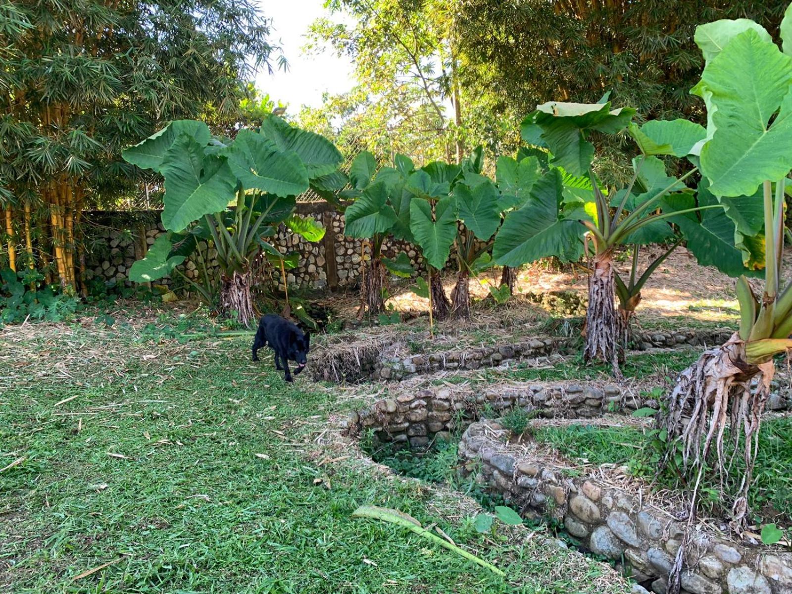 Birdsong lodge