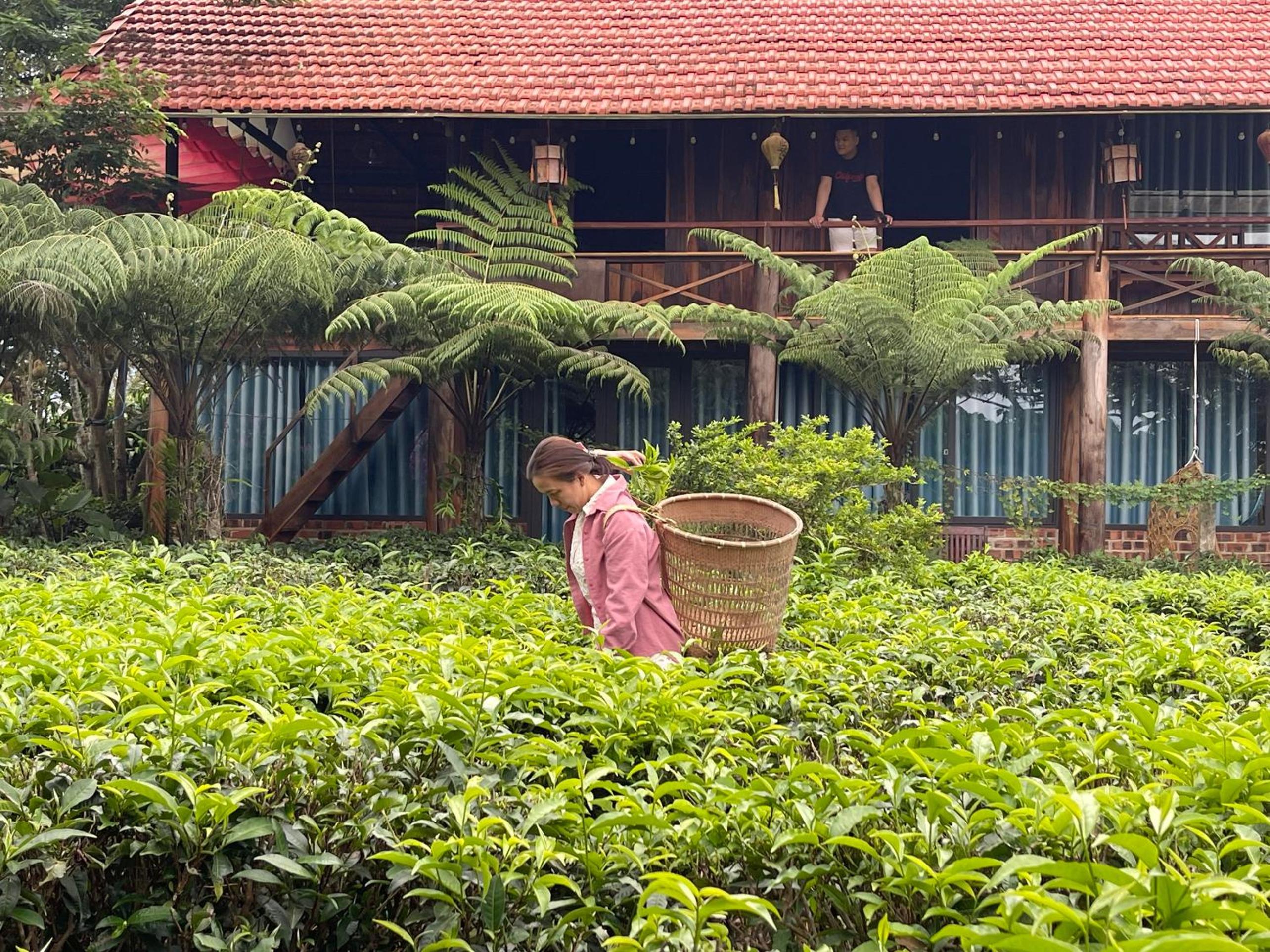 Tea Garden House view 2