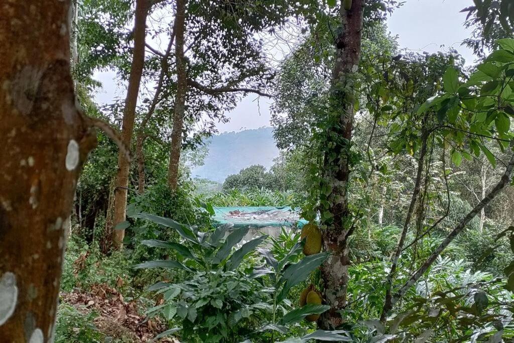 Coffee Camp Home Stay with Tree house