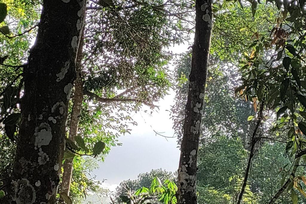Coffee Camp Home Stay with Tree house