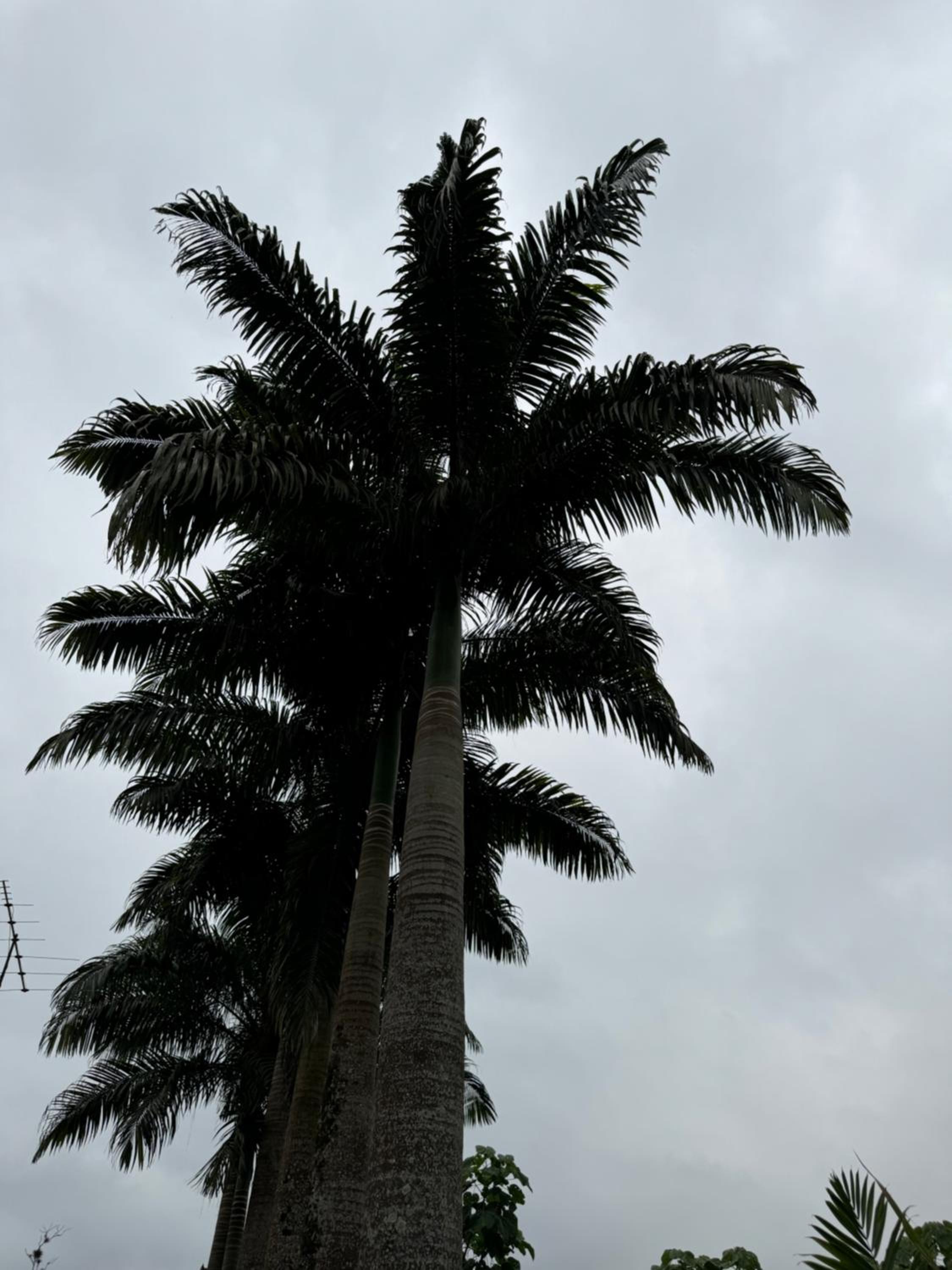 Palmerai BUCAY