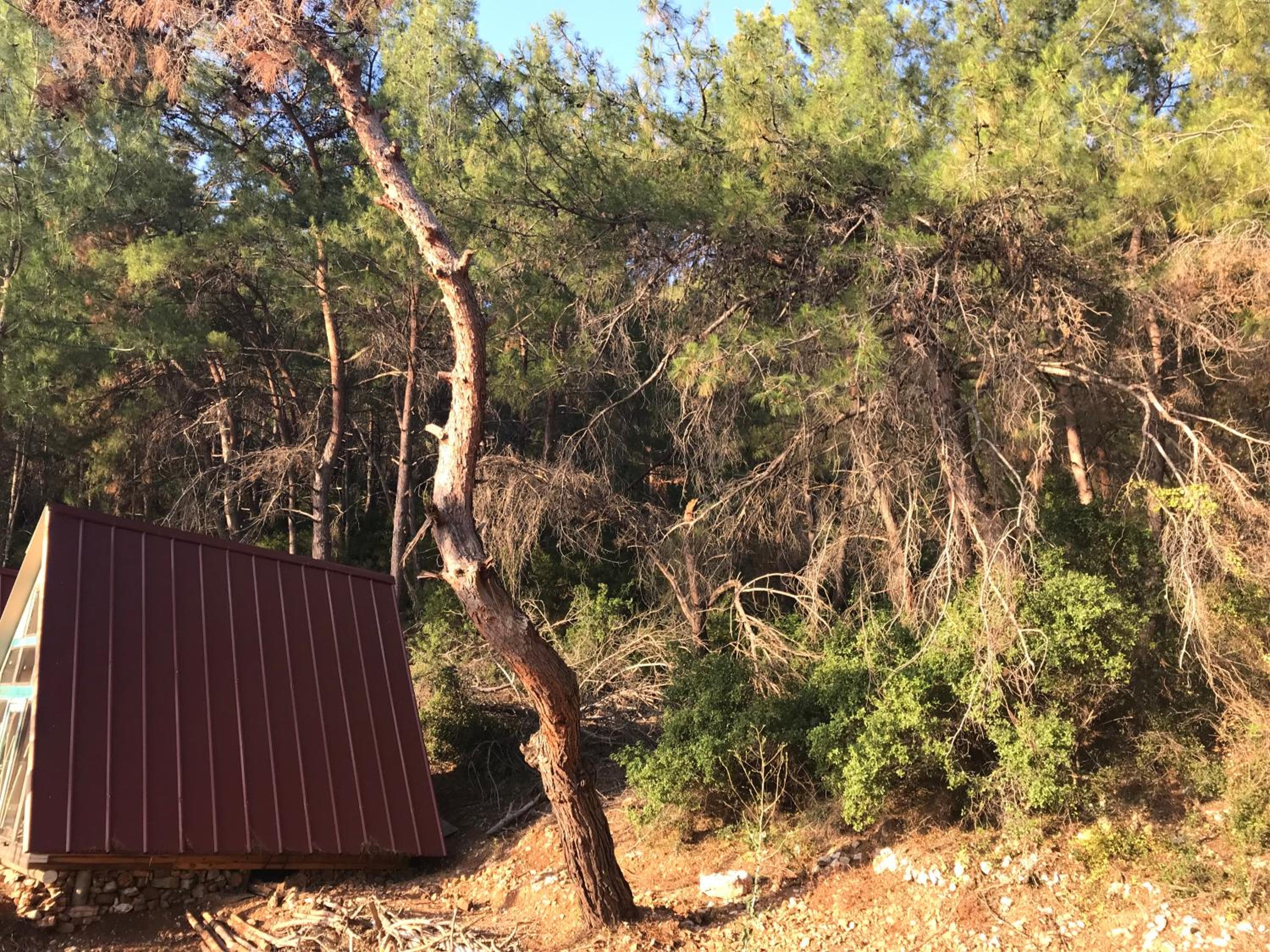 Selimiye Orman Evleri