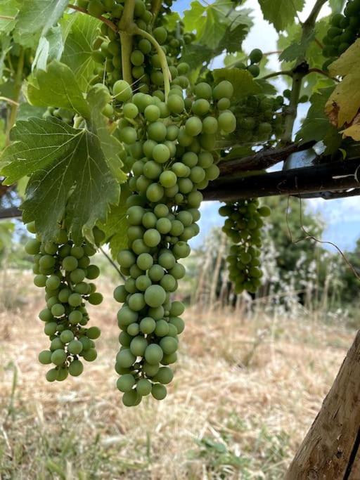 Quinta do Coelhoazul