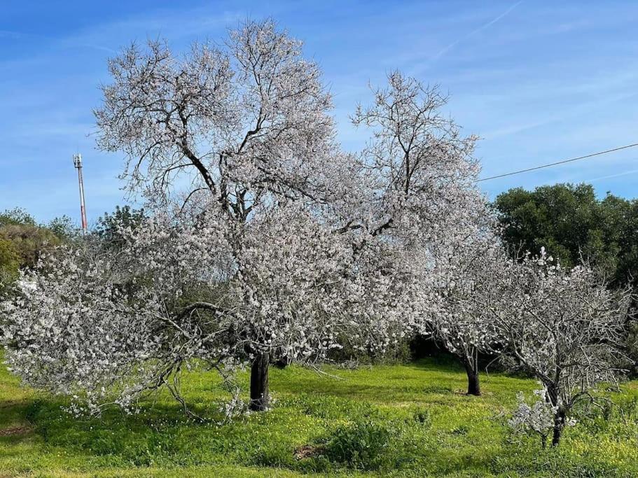 Quinta do Coelhoazul
