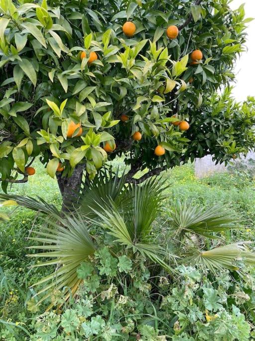 Quinta do Coelhoazul