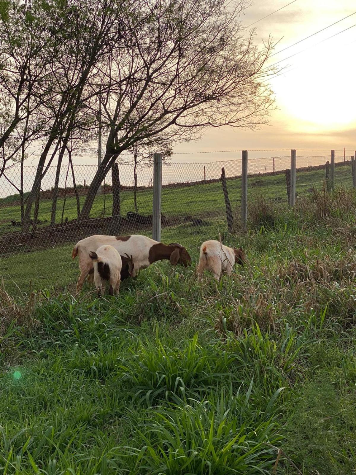 Casinha charmosa e muito verde em Bom Princípio
