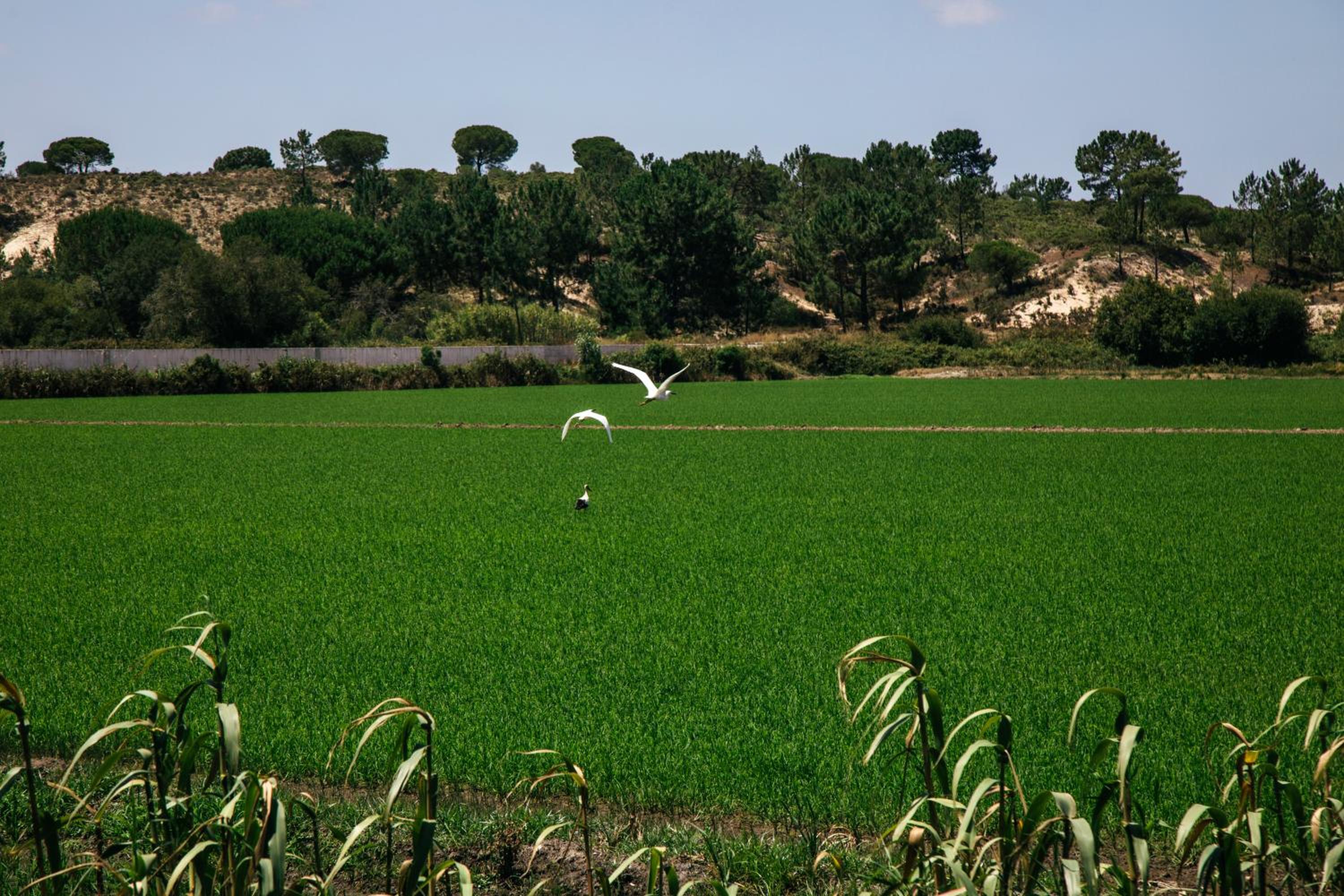 Herdade de Montalvo - Comporta view 3