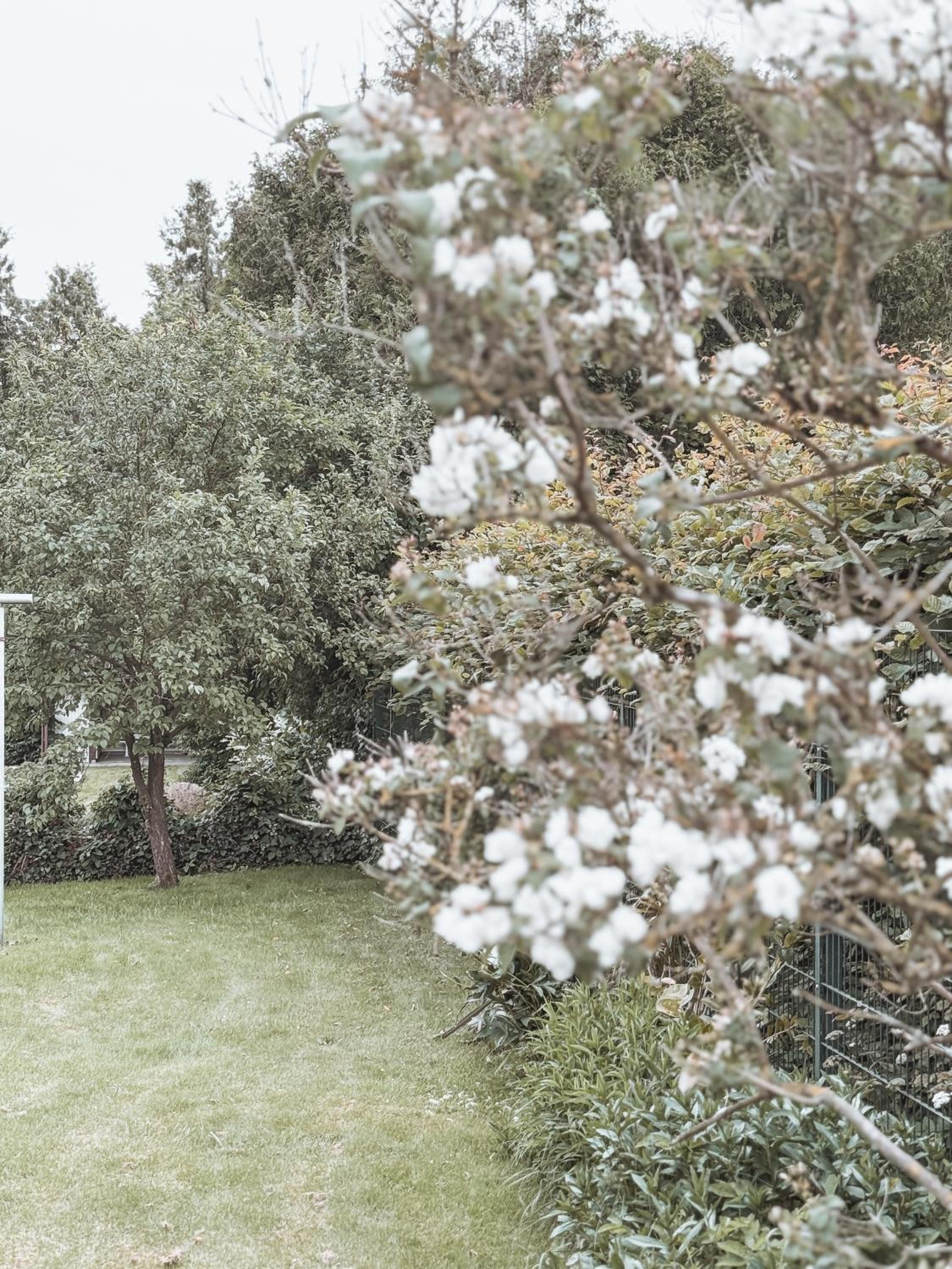 Bohemian Suite - Detmold