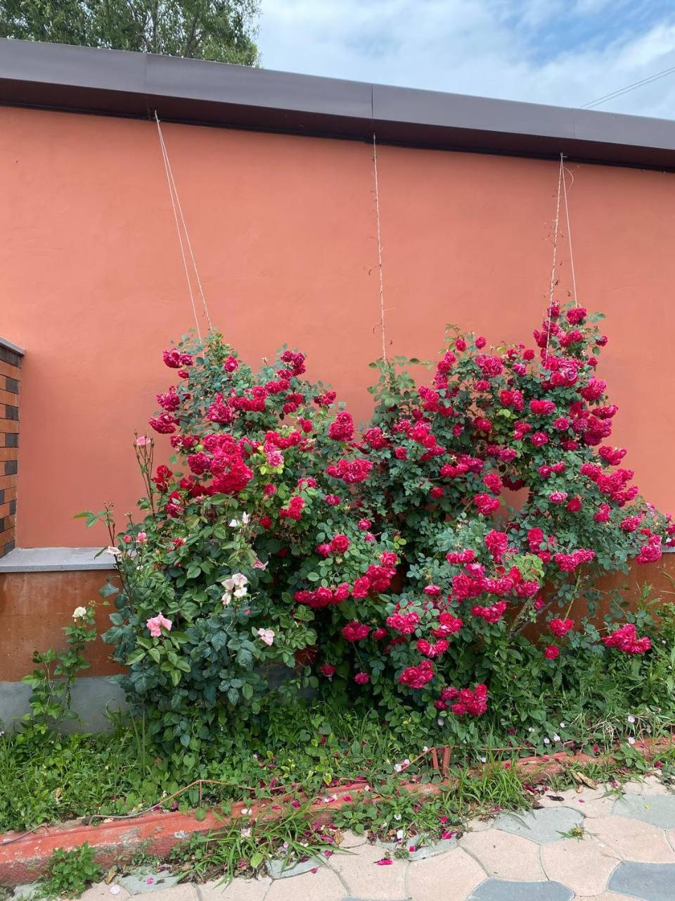 Anita Garden and House