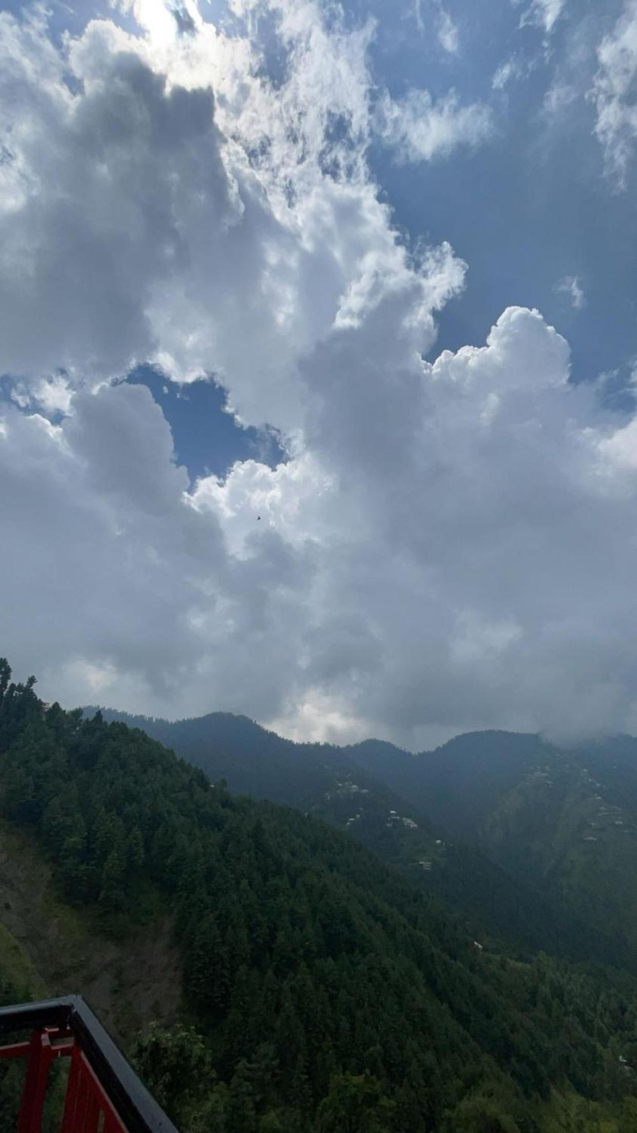 Hazara pine view 3