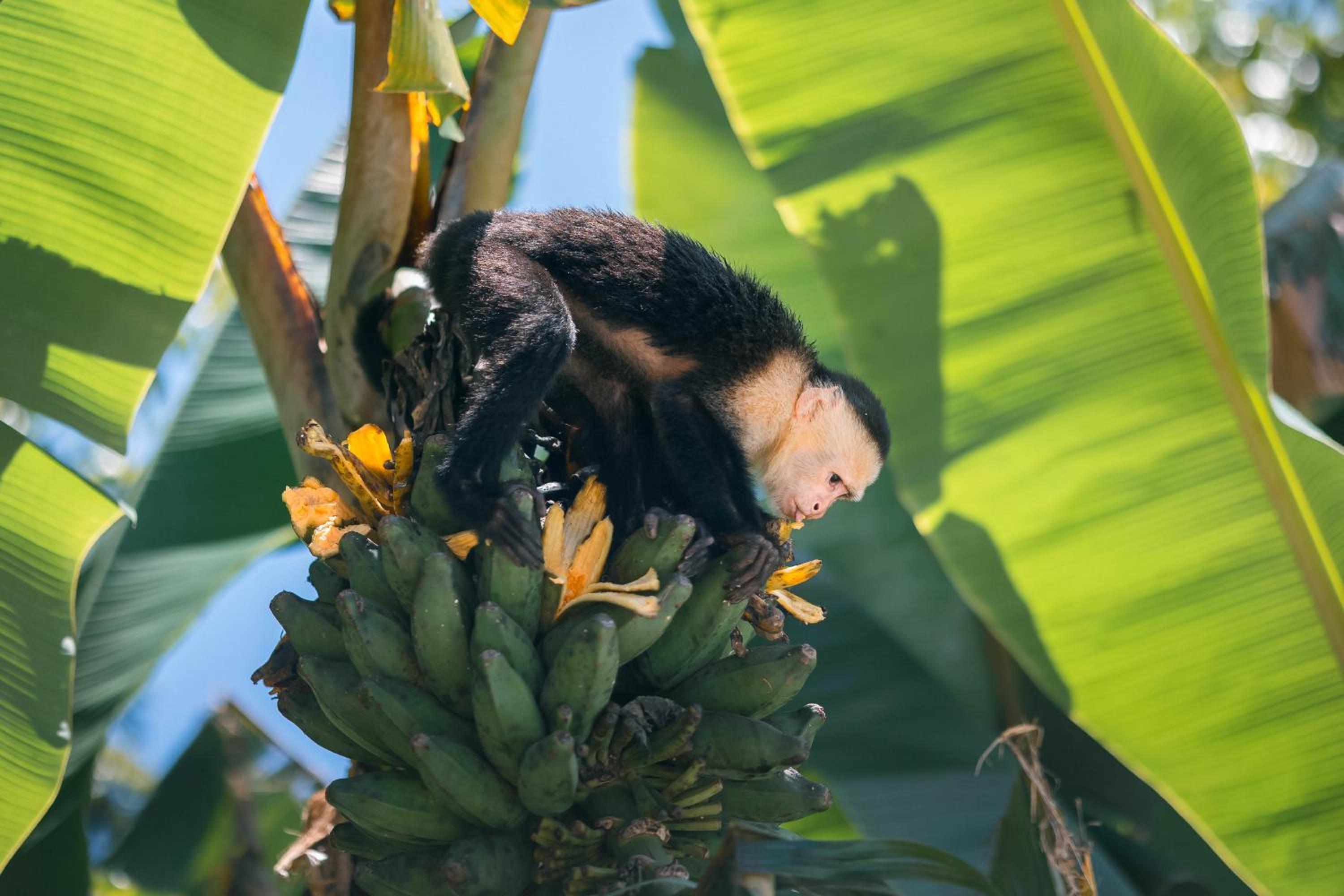 An abundance of wildlife at Jungle Glory Home Abajo