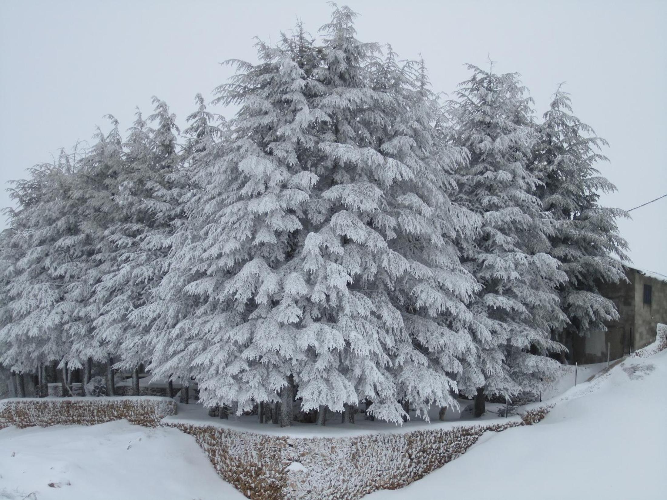 Cedars Palace