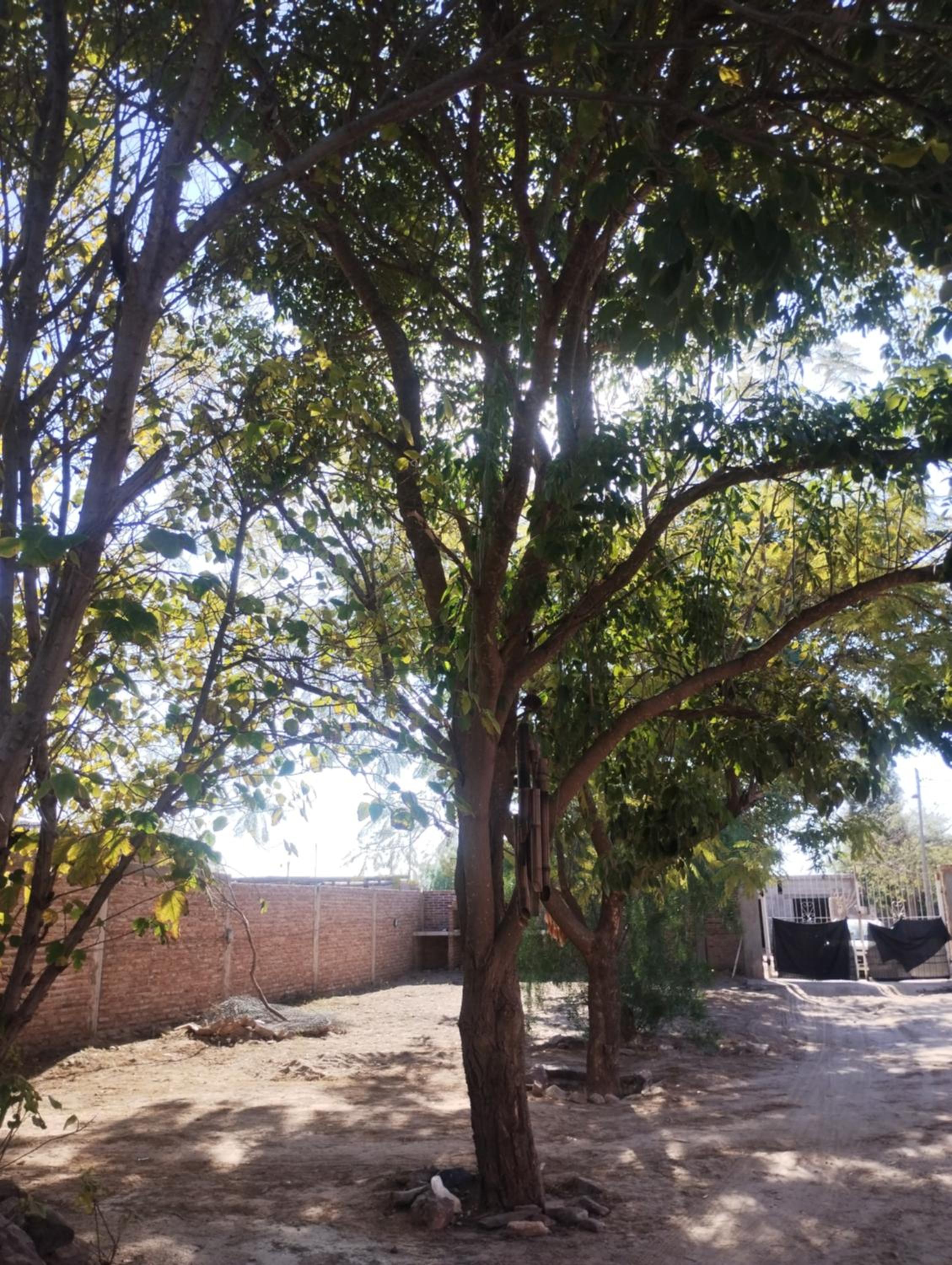 La Bea