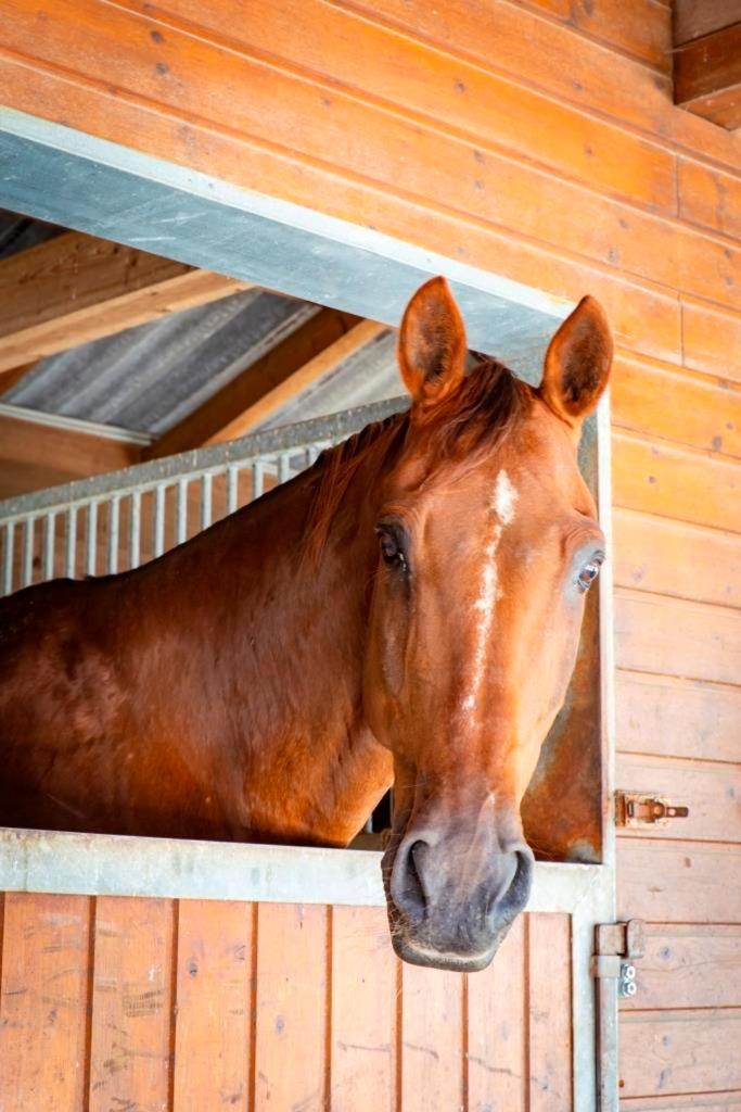 AP-Ranch Ferienzimmer Auszeit