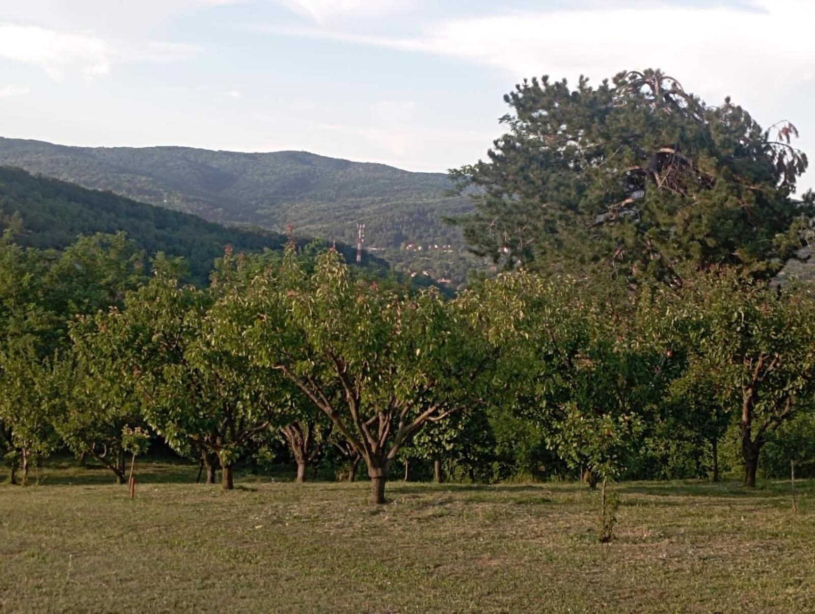 Photo 27