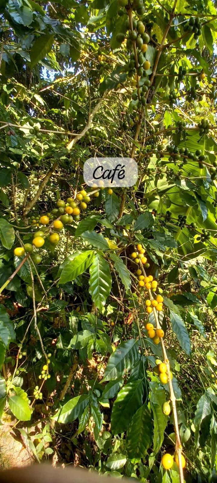 Casa Café - Aconchego na Floresta - Rota do Vinho
