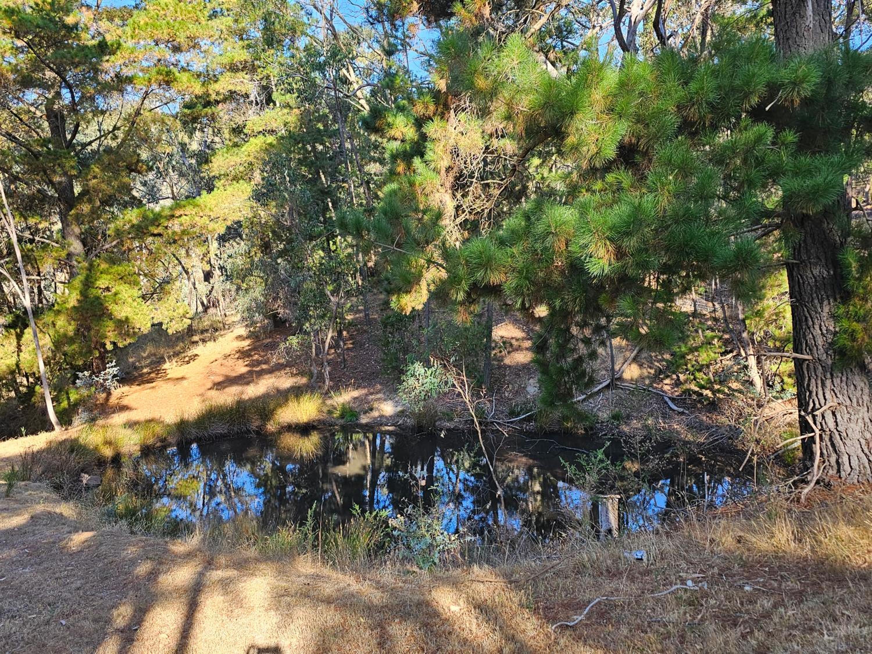 Sequoia Lane